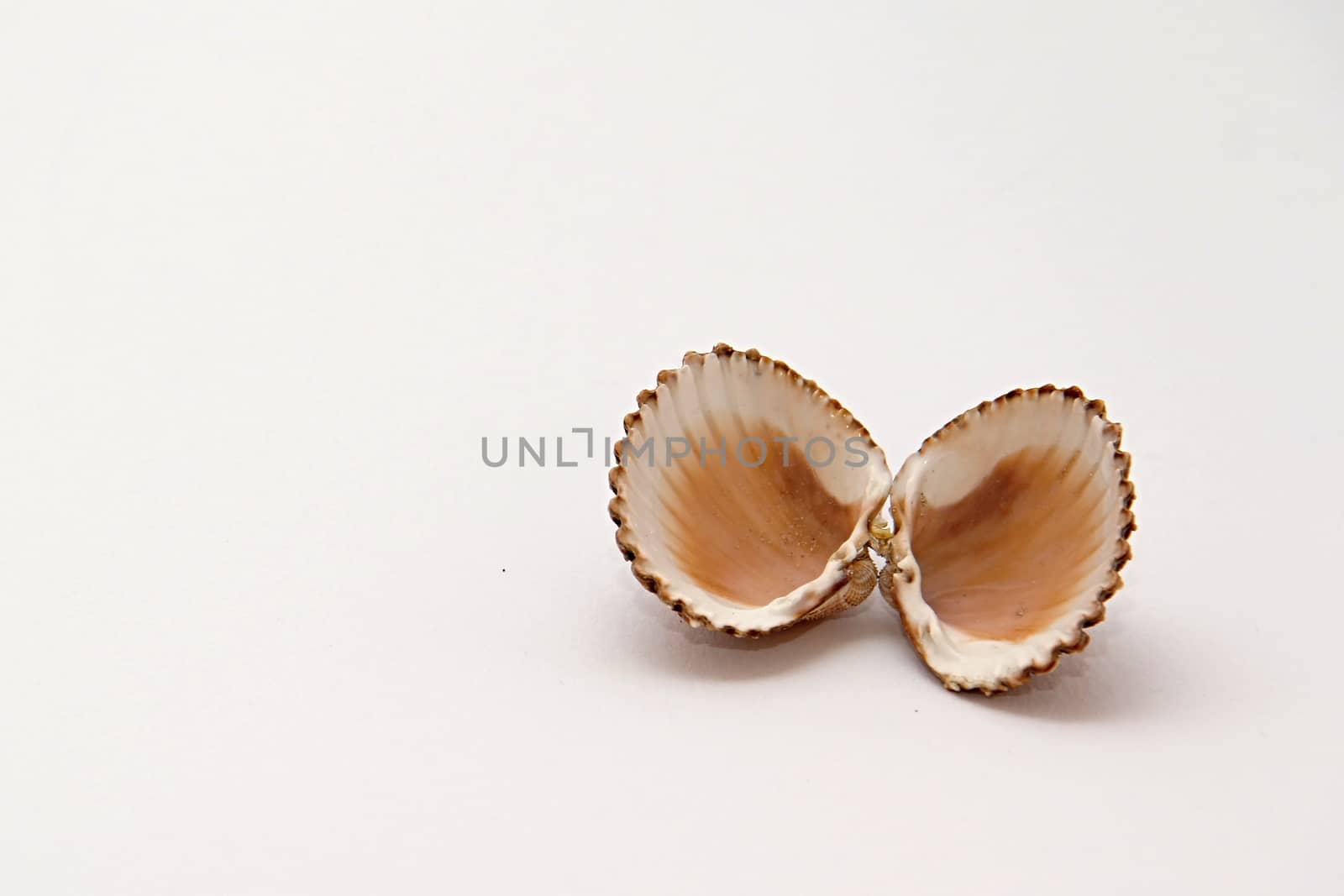 Photo of Seashell Object perfectly fits to various presentation purposes.