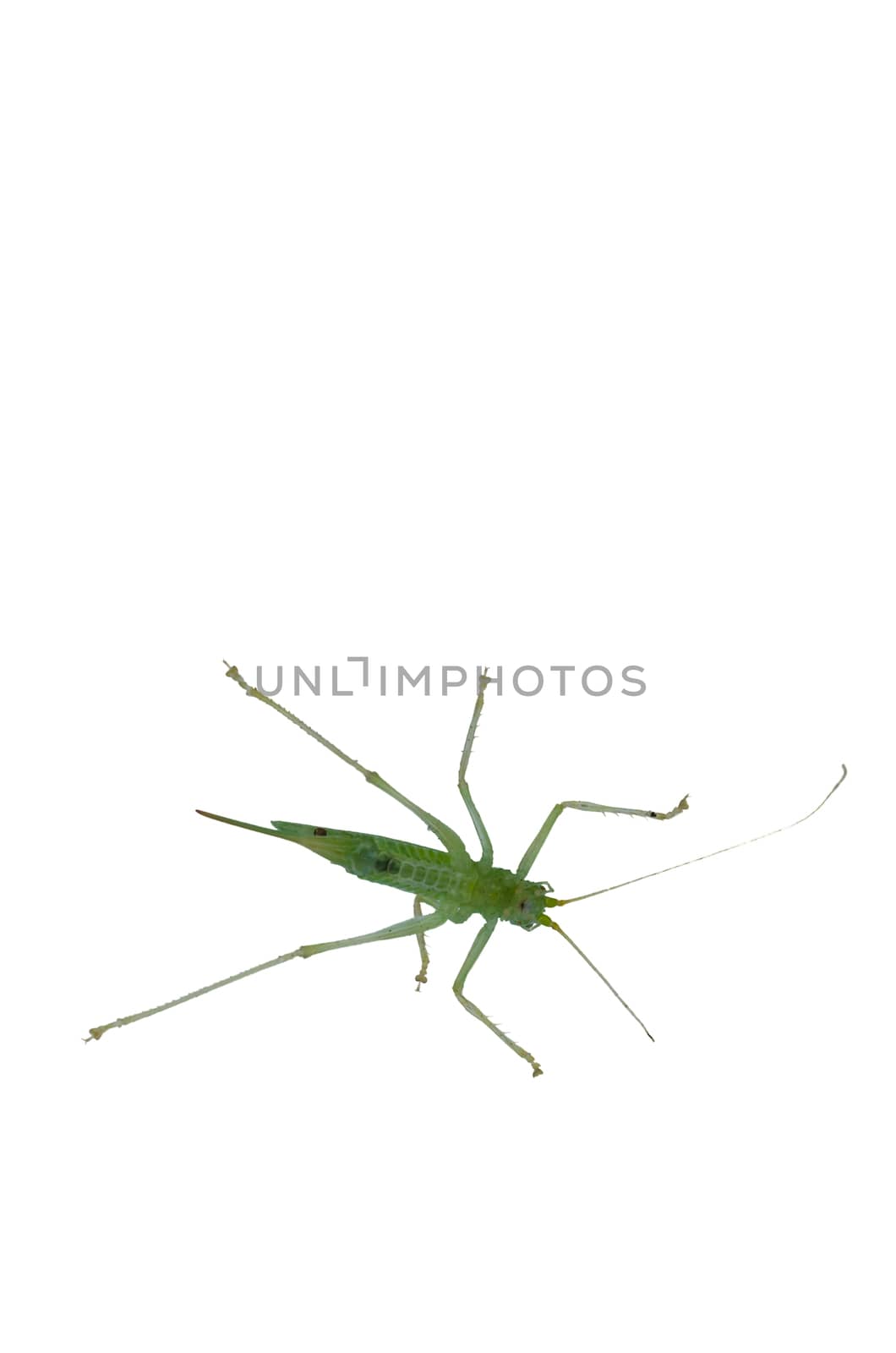 Young little insect, grasshopper photographed from below through a glass window.