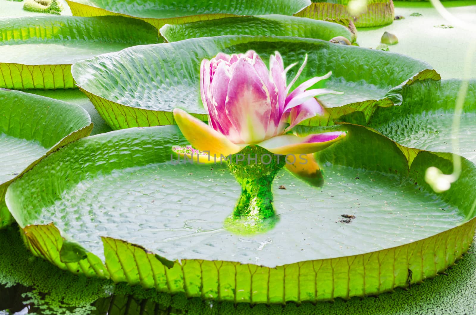 Whimsical, water lily, photomontage by JFsPic