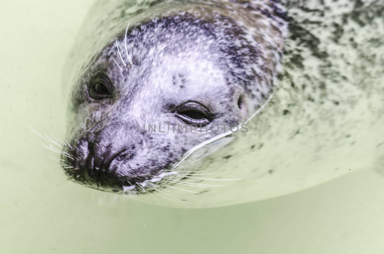 Seals are aquatic large mammals. In professional circles water predators or pinniped called.