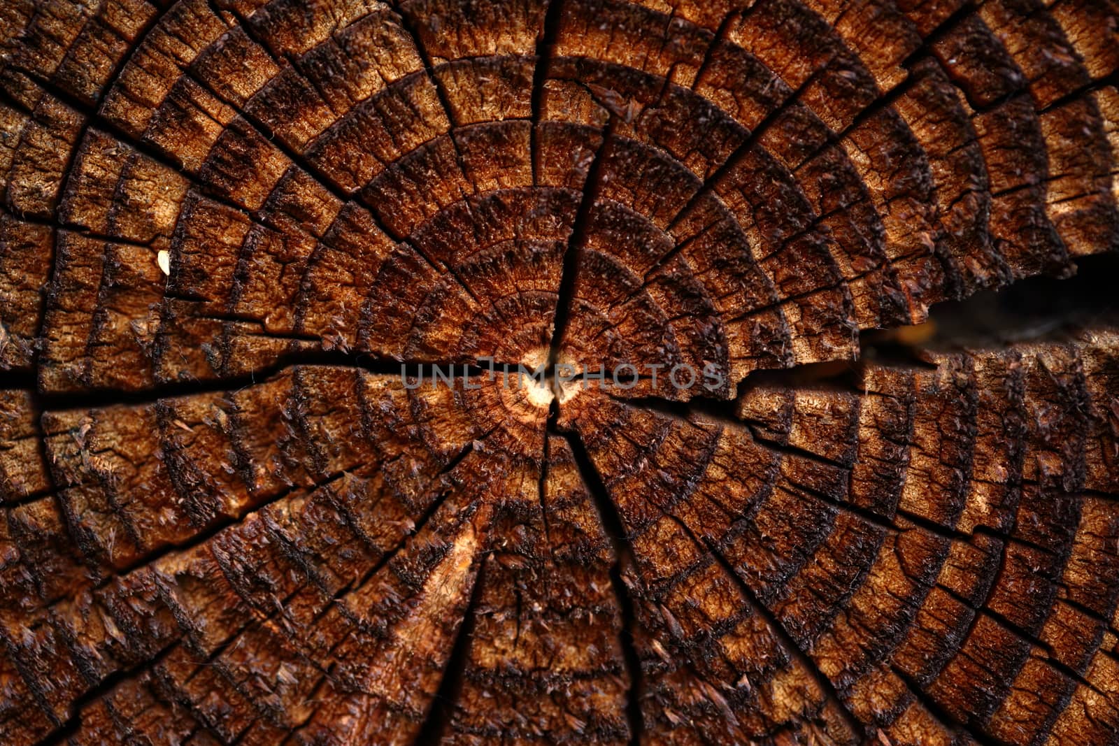 Wooden background with cracked annual growth ring