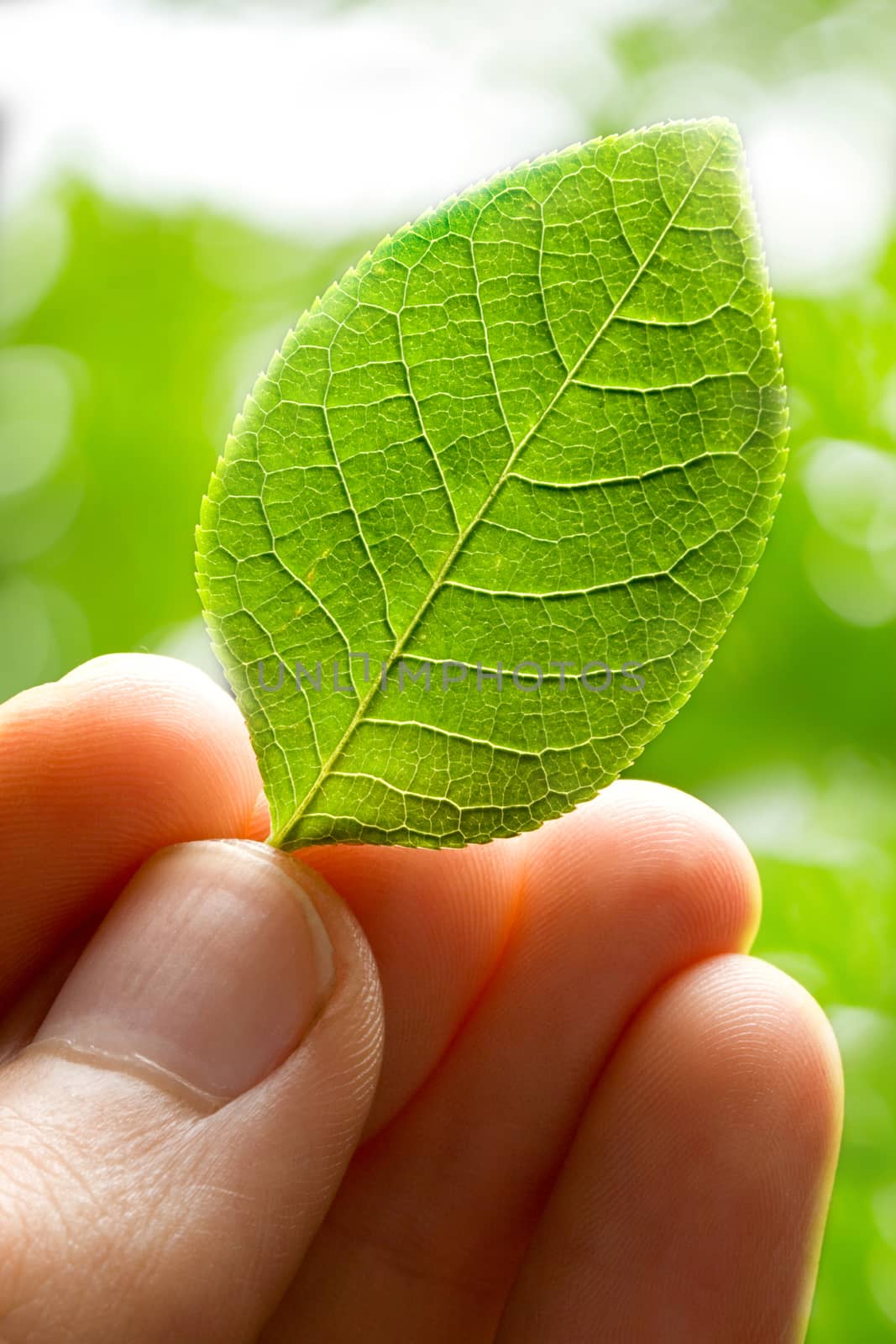 Male hand holding young green leaf