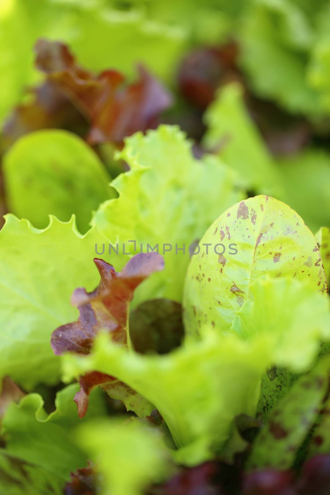 Young salad lettuce growing outdoors