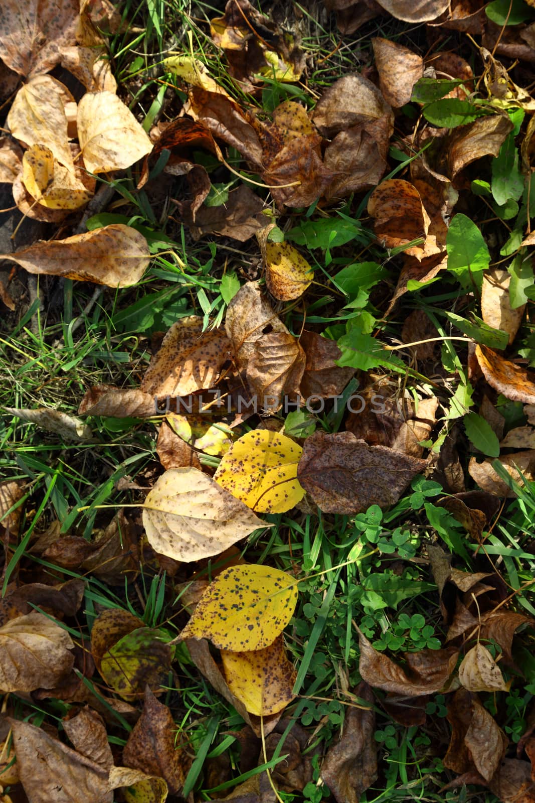 Autumn foliage on green grass