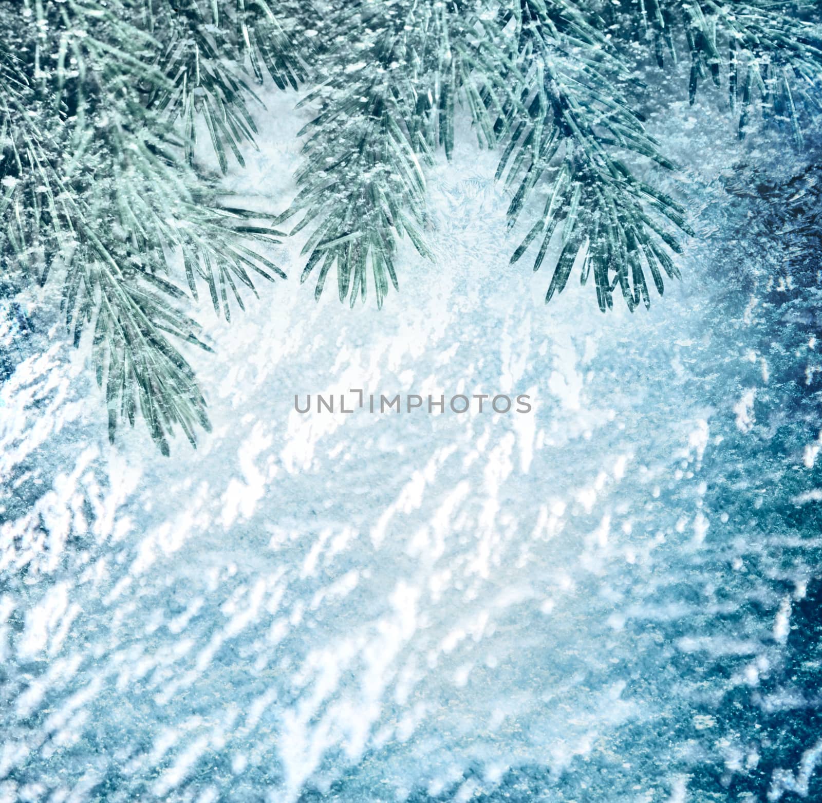 Christmas background with green fir