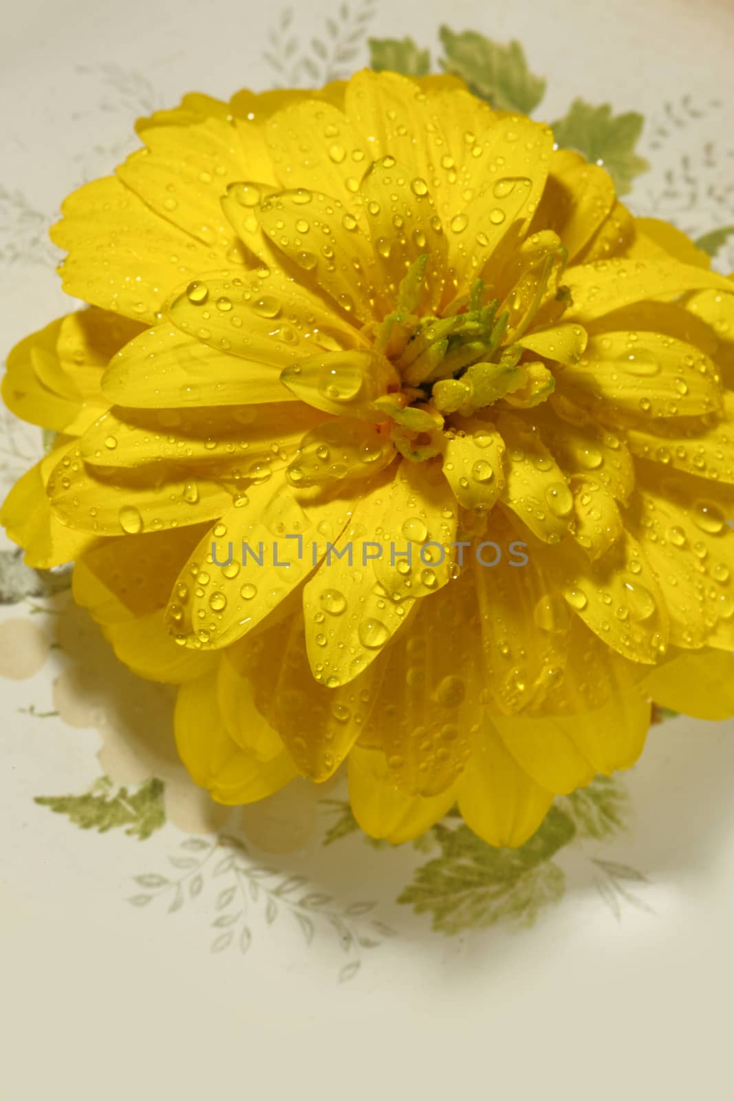 Yellow flower with water drops