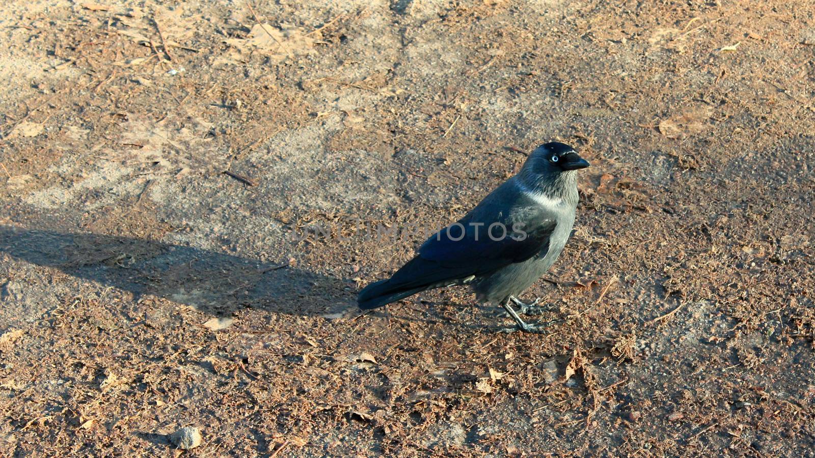 black young jackdaw jumping on the ground