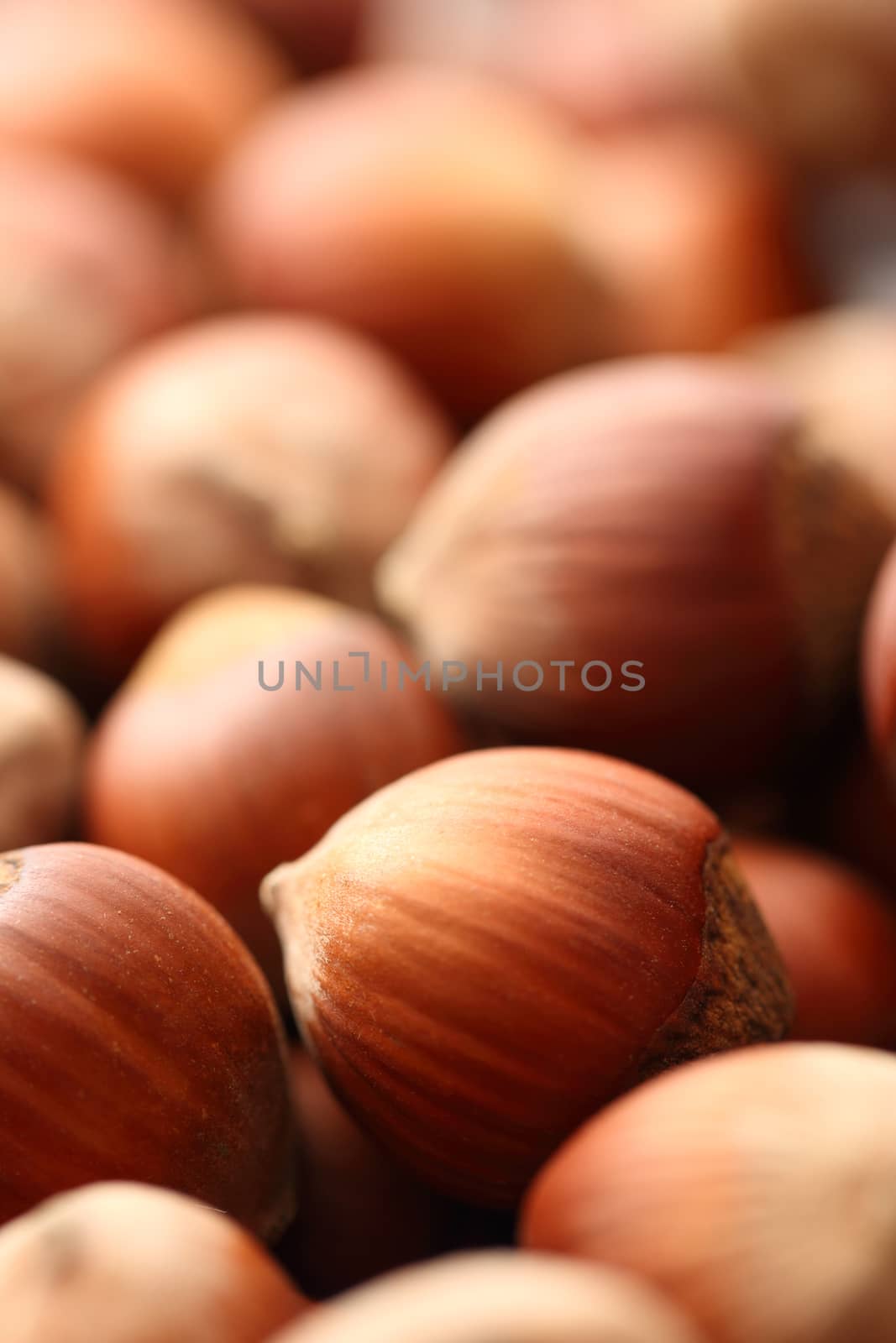 Fresh brown hazelnut as background