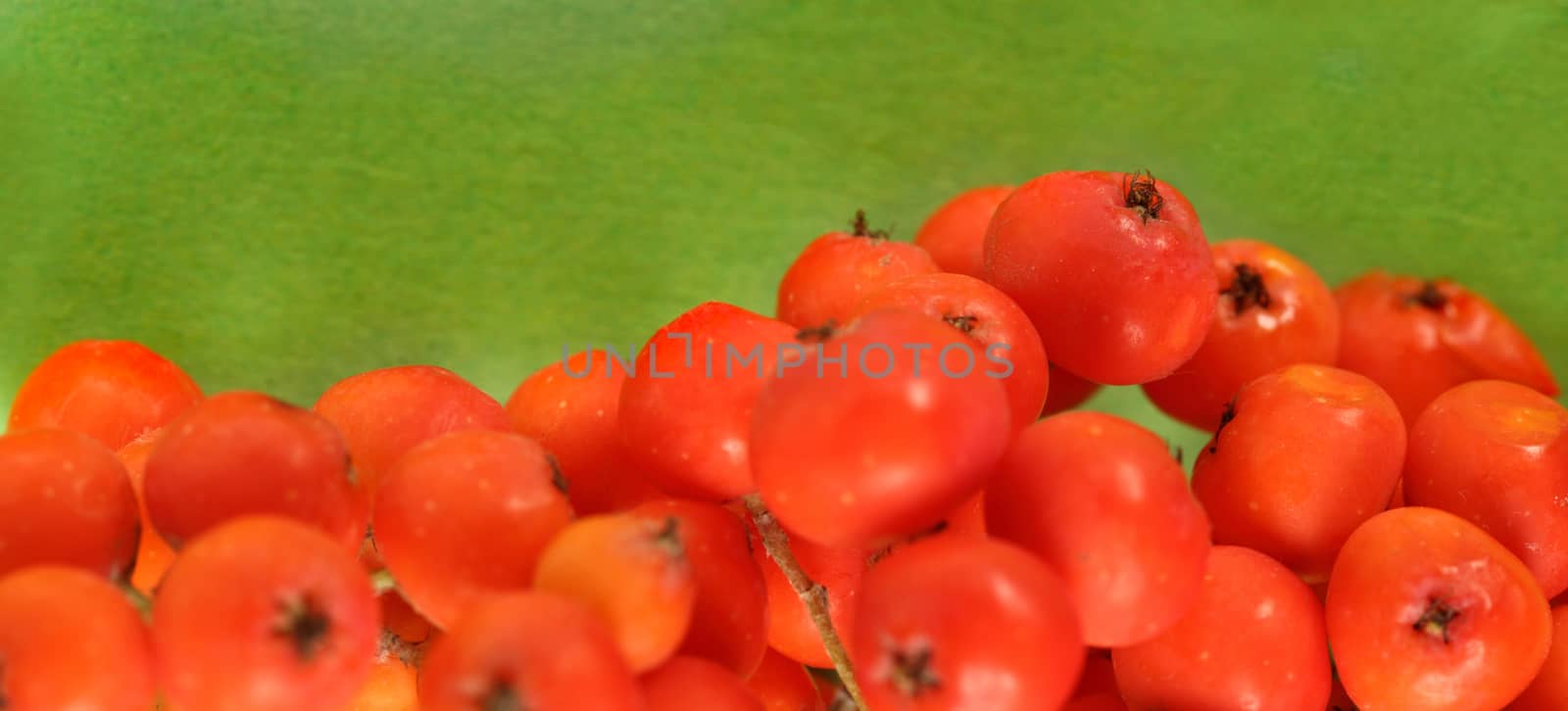 Red ashberry bunch on green