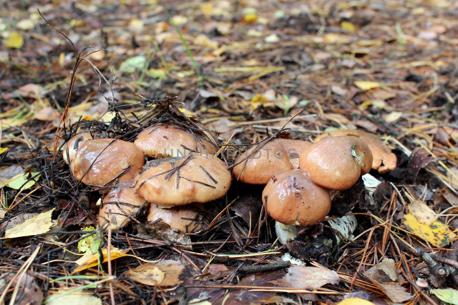 nice mushrooms of Suillus by alexmak