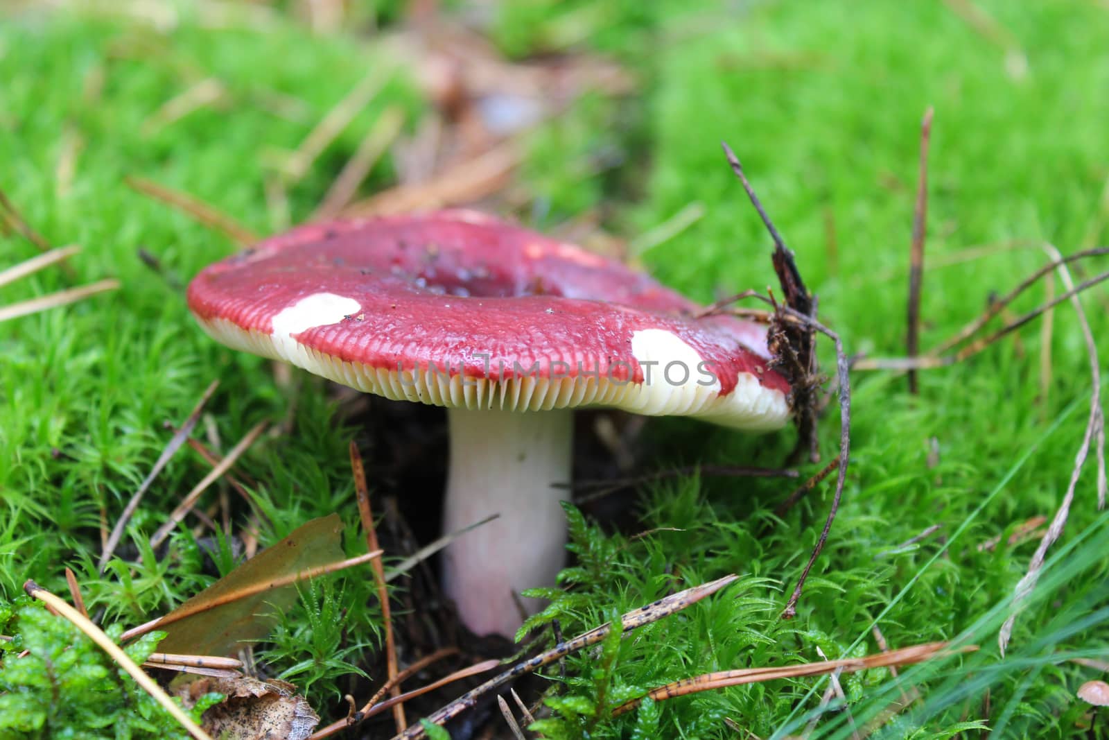 beautiful red mushroom of russula in the moss
