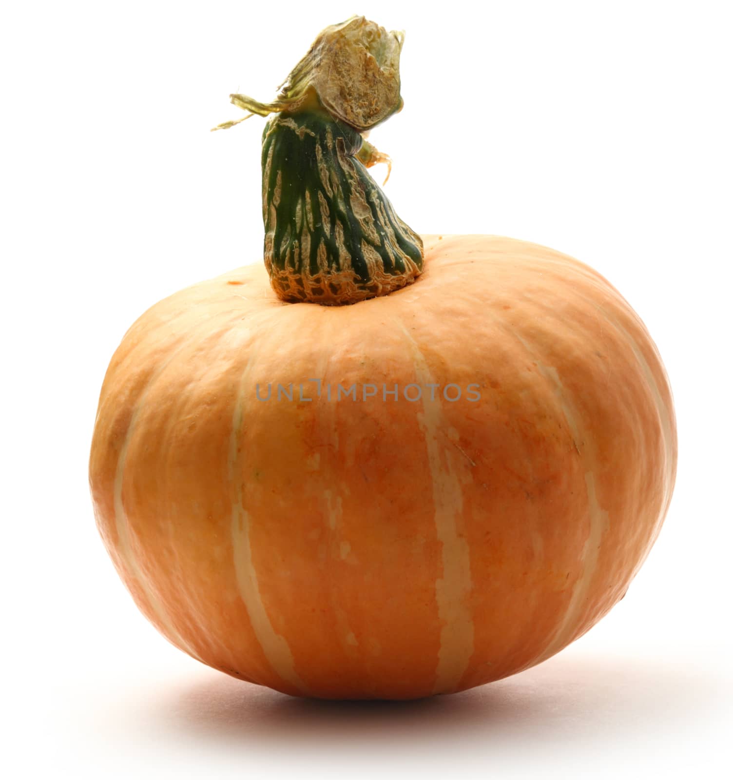 Pumpkin on the white background