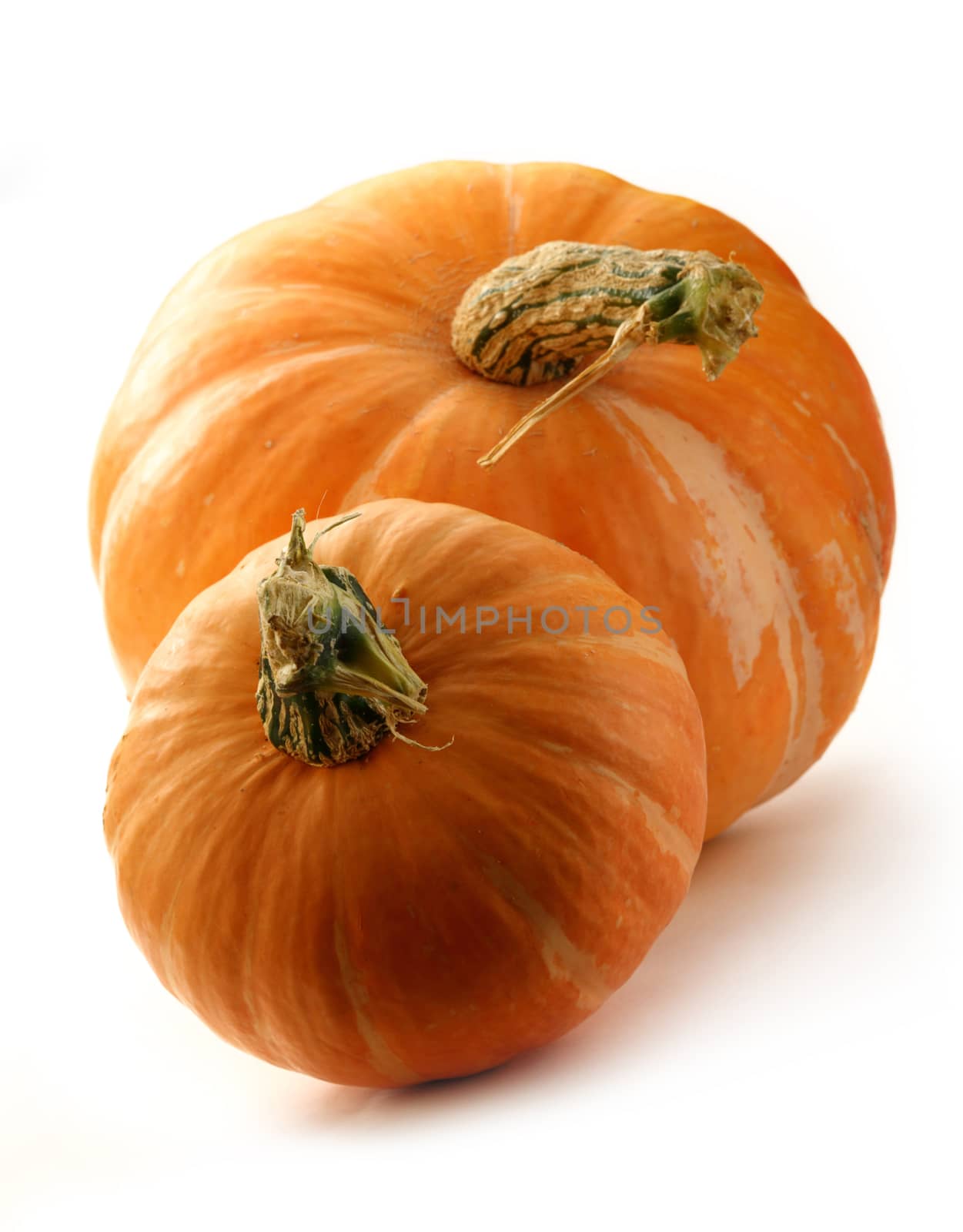 Pumpkins on the white background