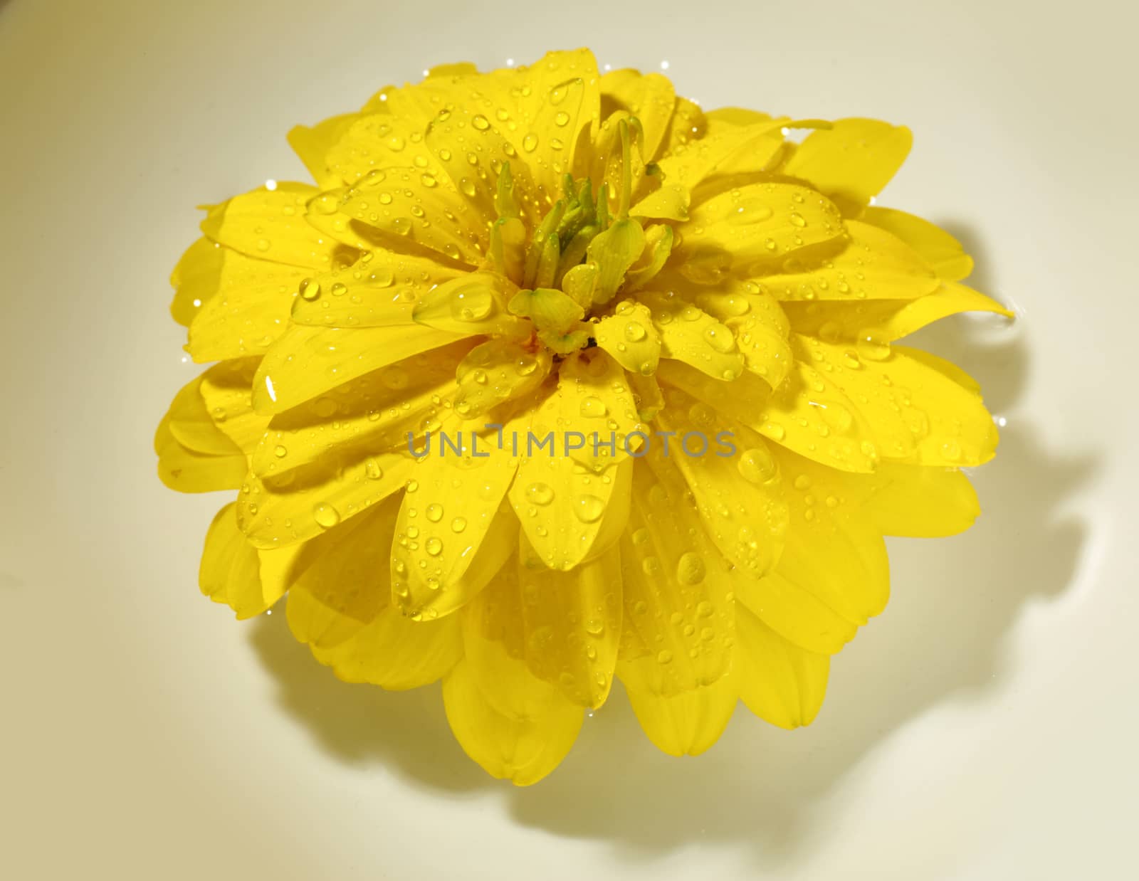 Yellow flower with water drops