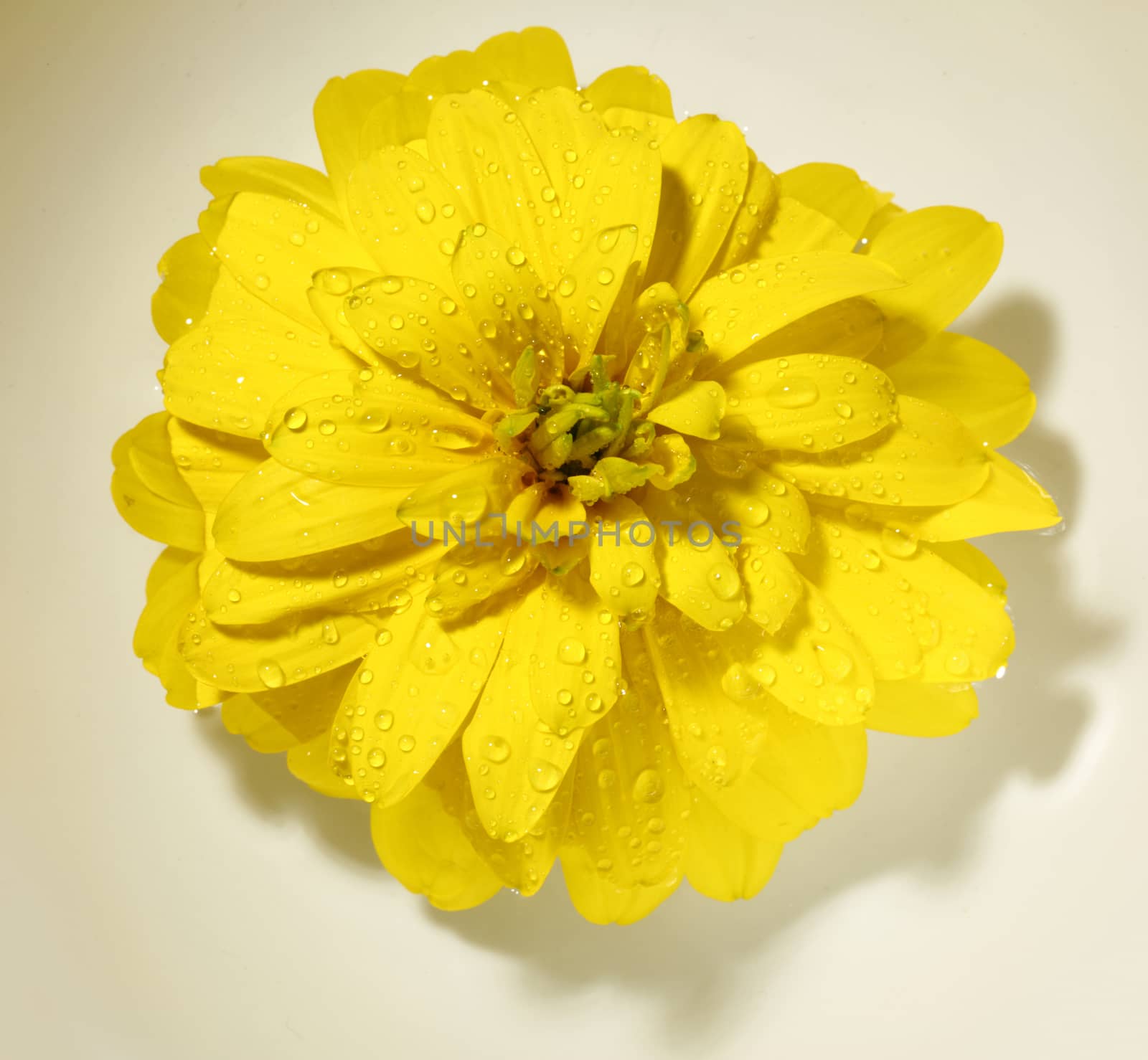 Yellow flower with water drops