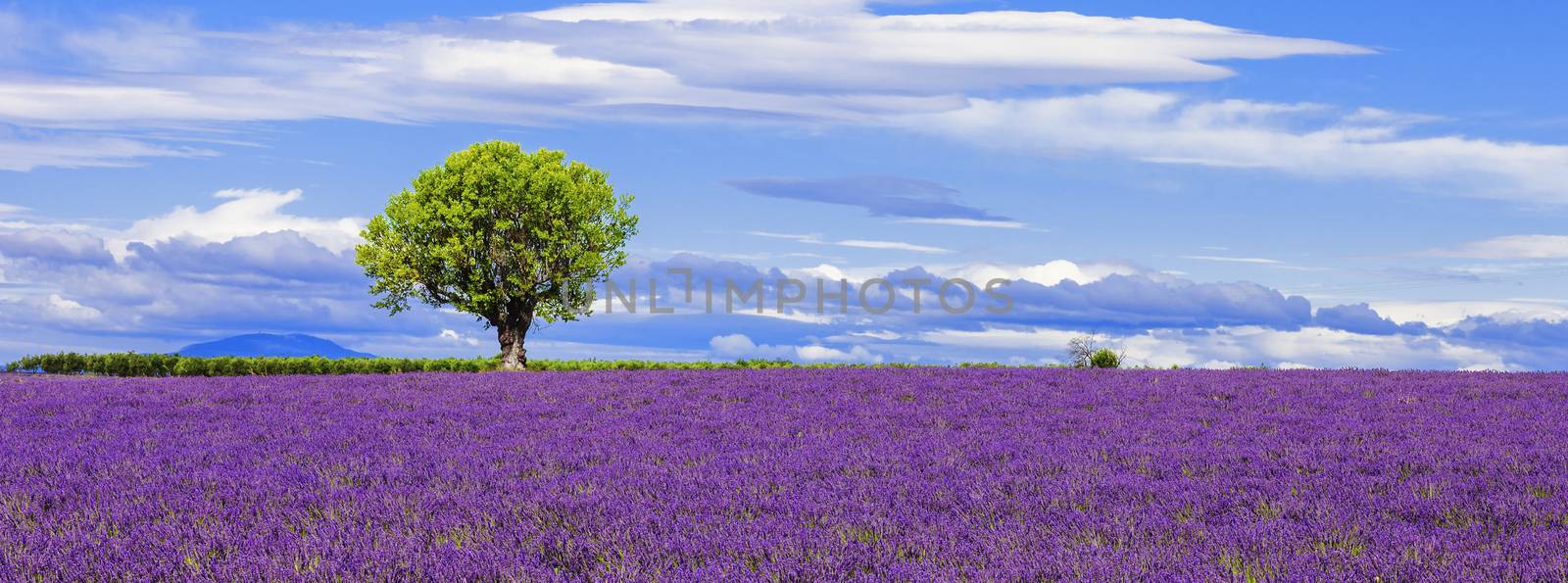 Panoramic view of lavender field with tree by vwalakte