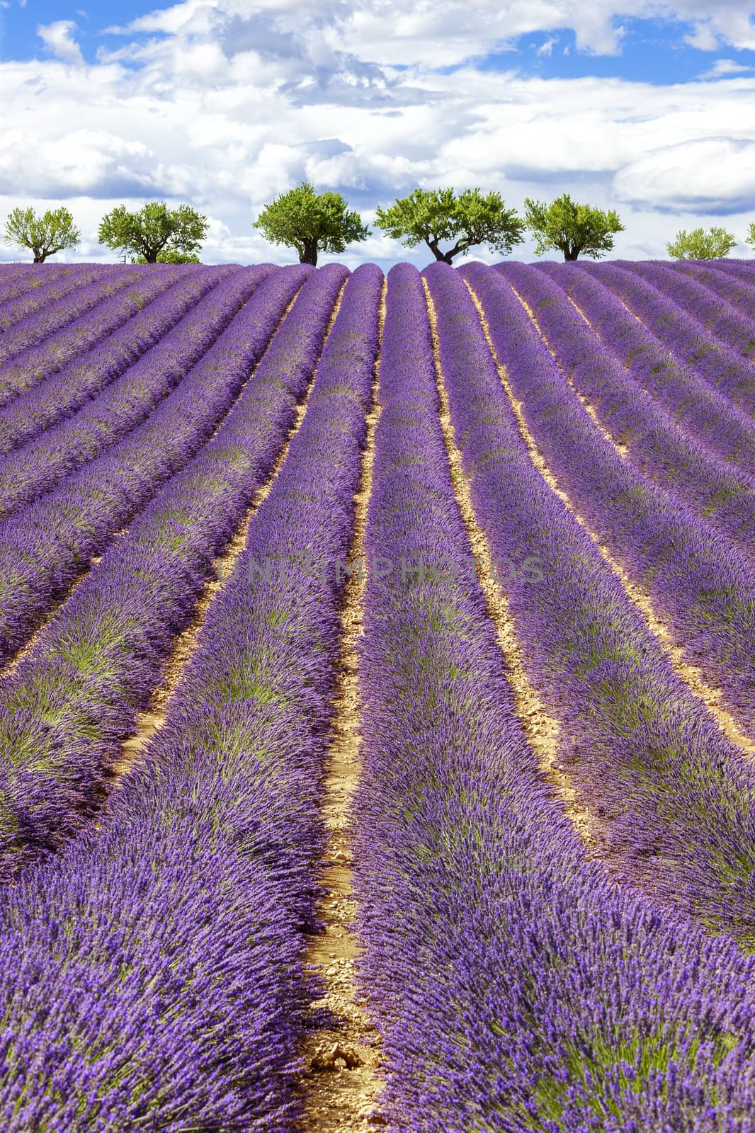 Vertical view of lavender field with cloudy sky by vwalakte