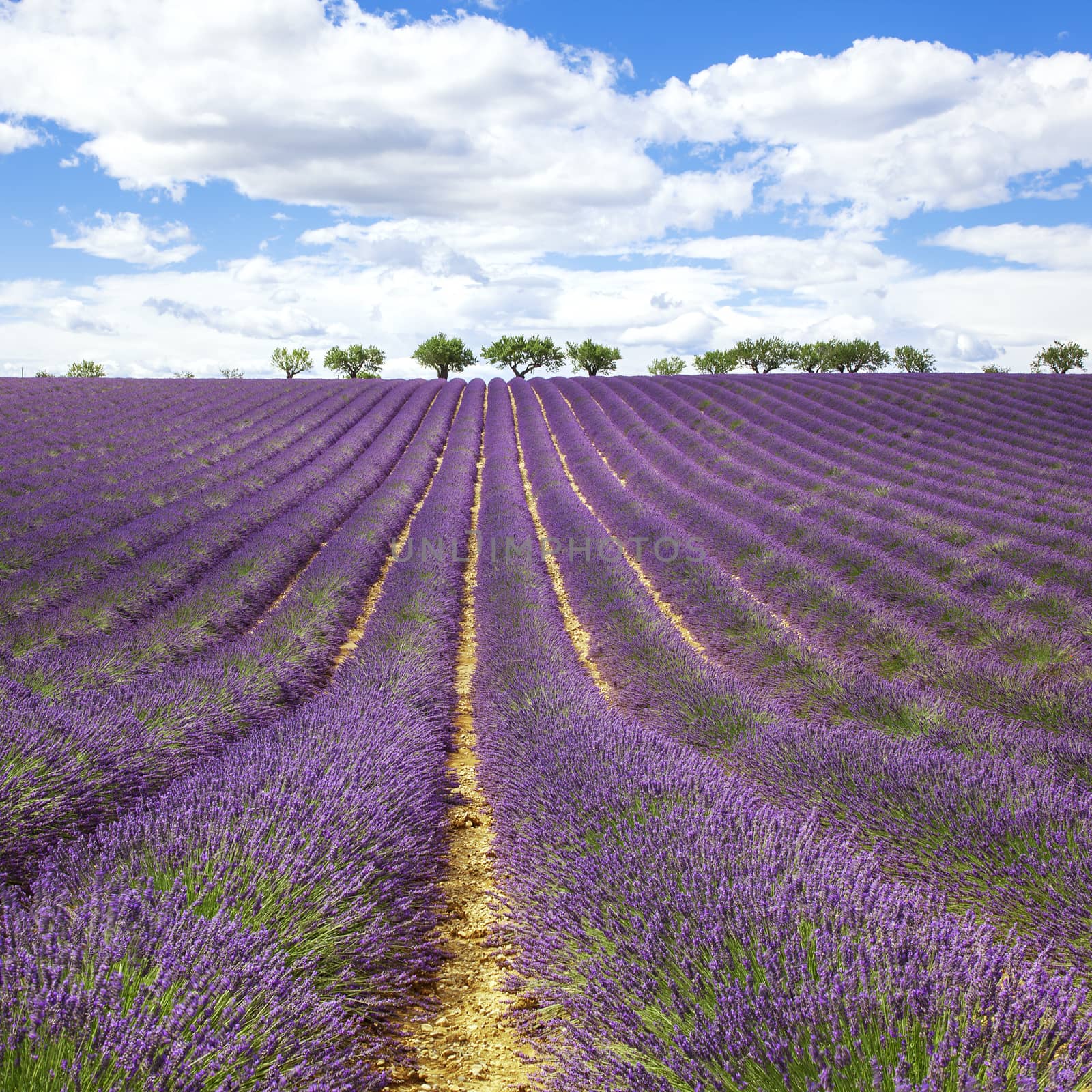 Beautiful lavender field by vwalakte