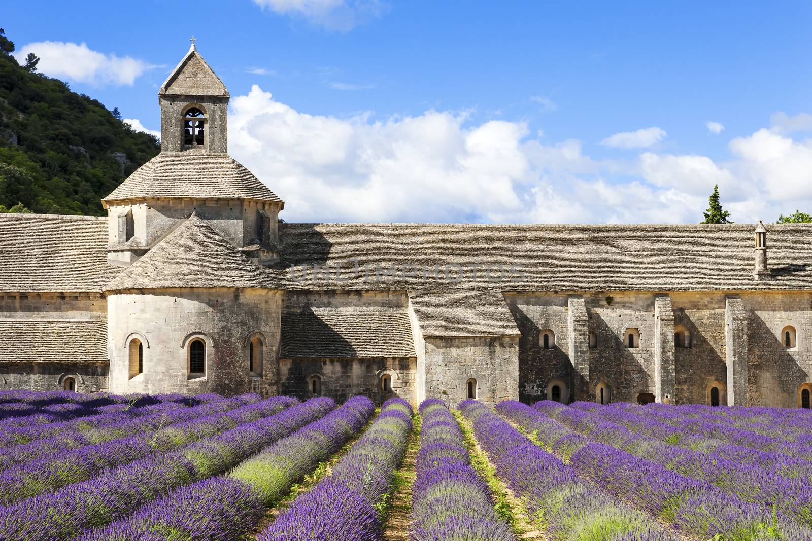 Abbey of Senanque and lavender flowers. France.