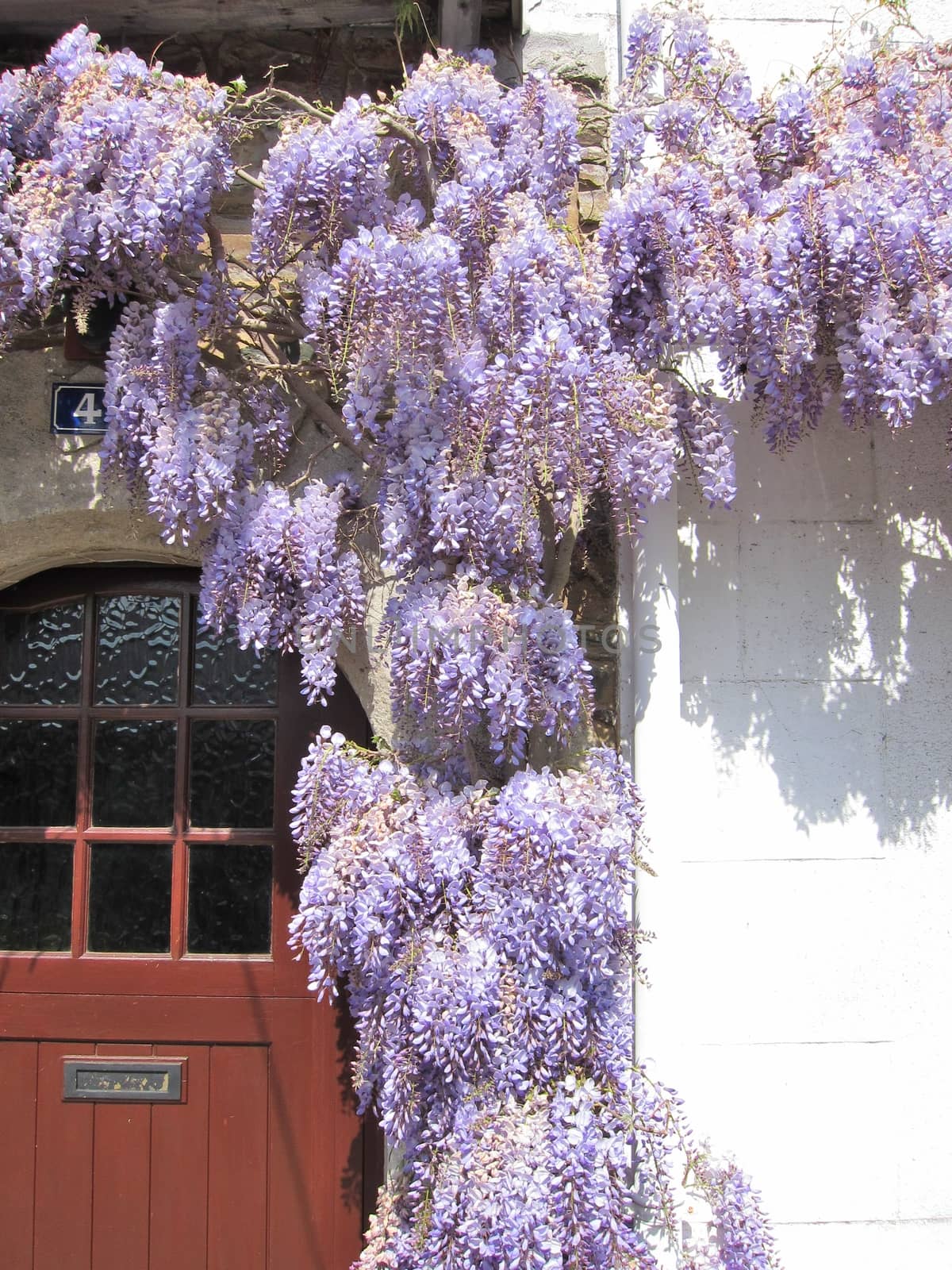 Wisteria on a wall
