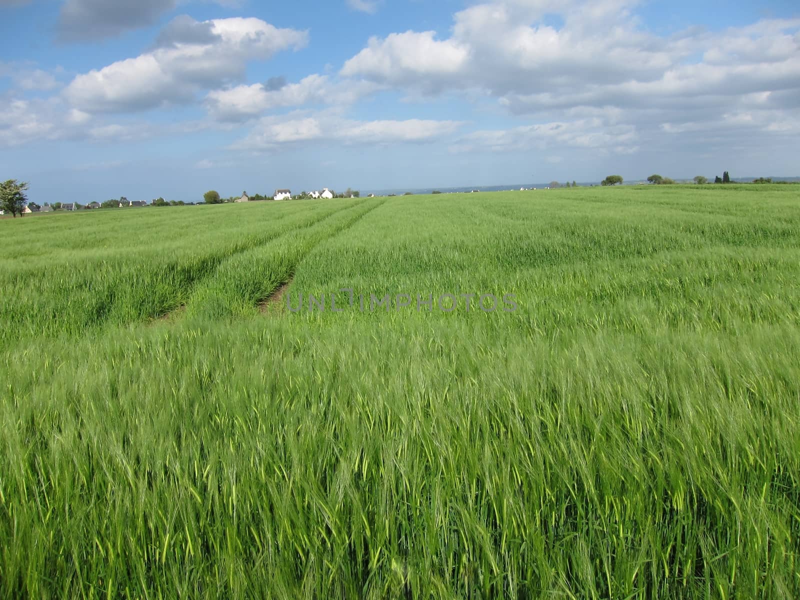 Rye field