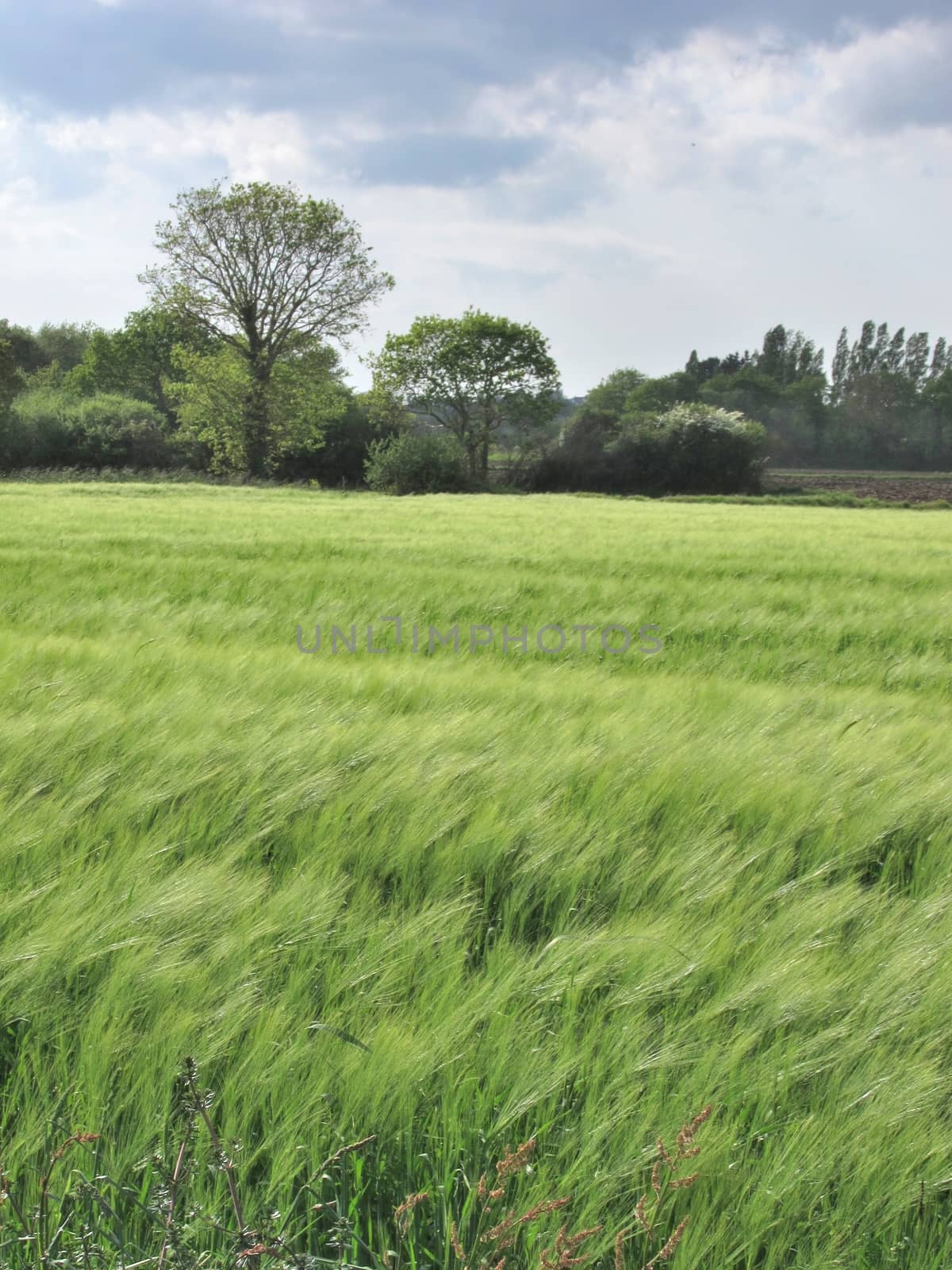 Rye field