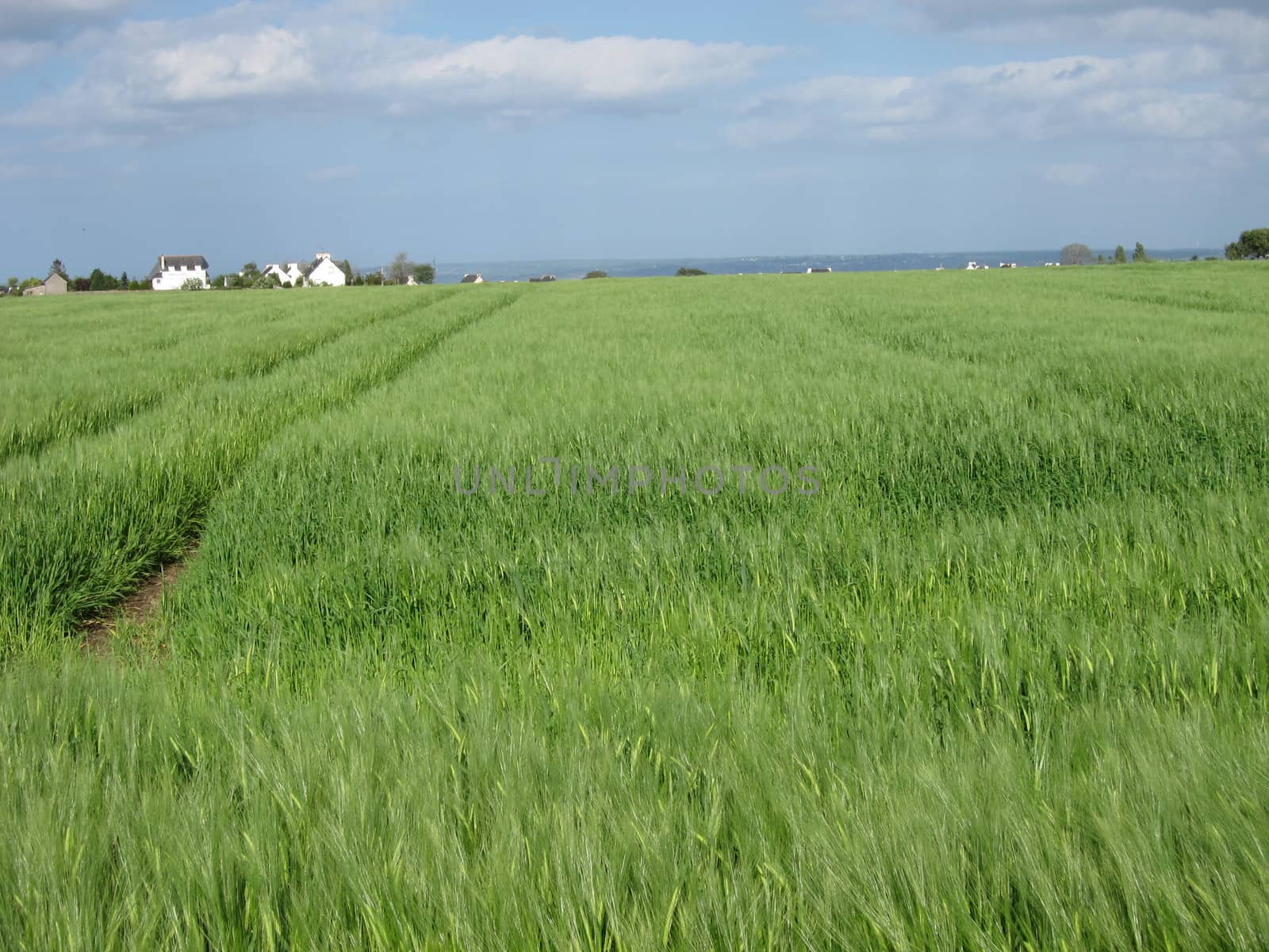 Rye field
