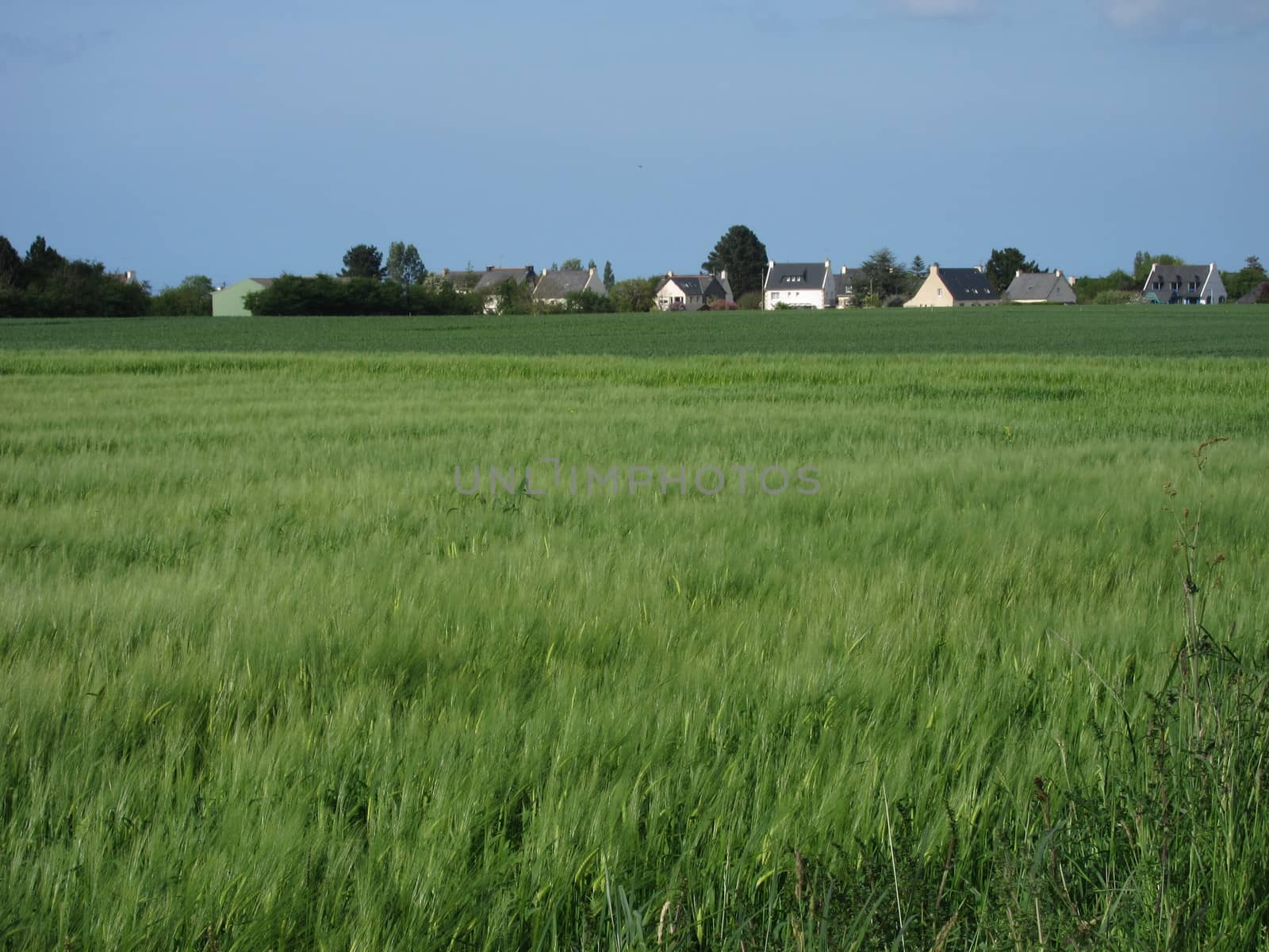 Rye field