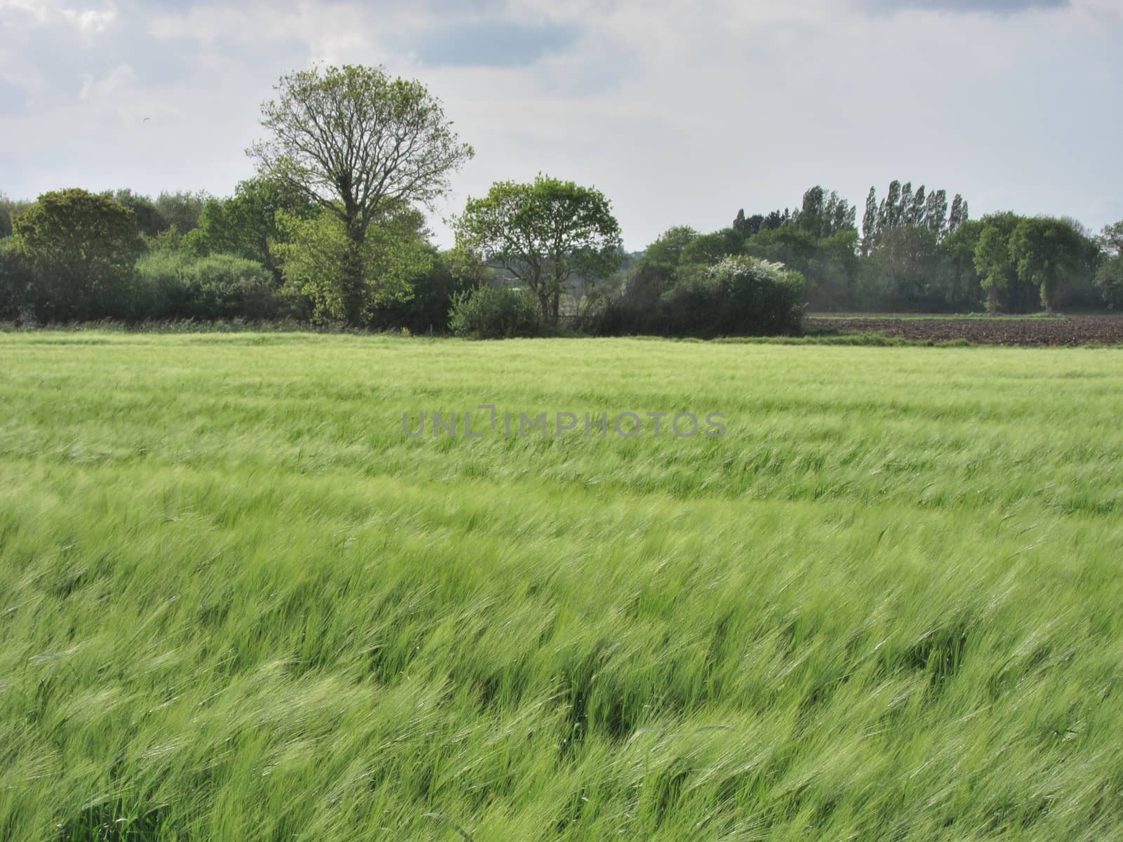 Rye field