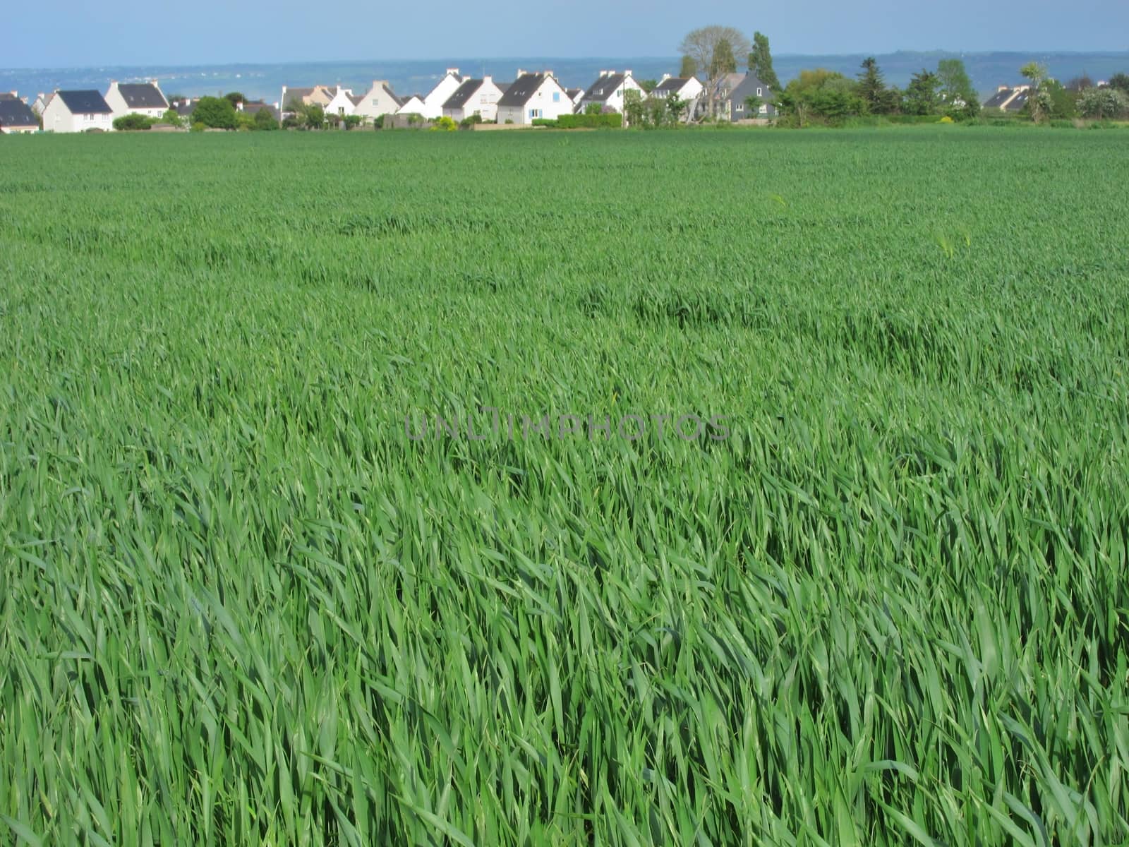 Wheat field