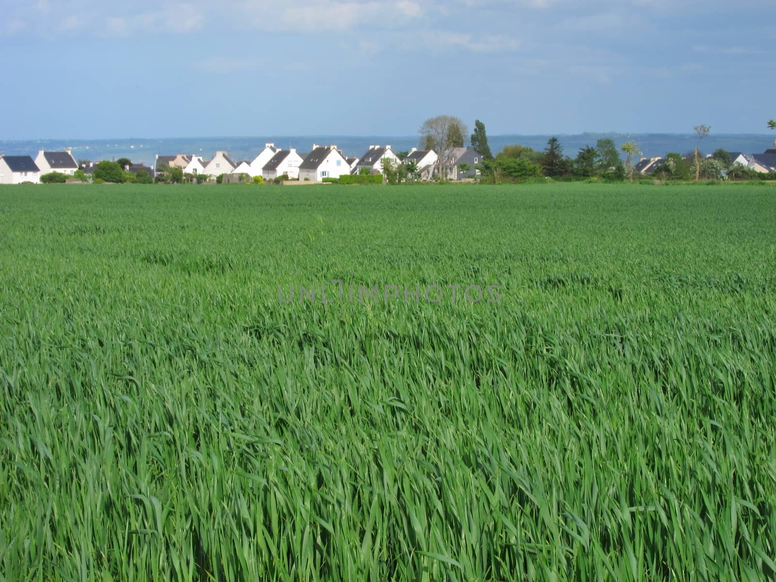 Wheat field