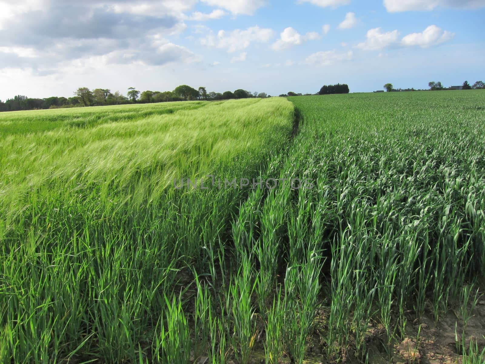 Whea tand rye fields