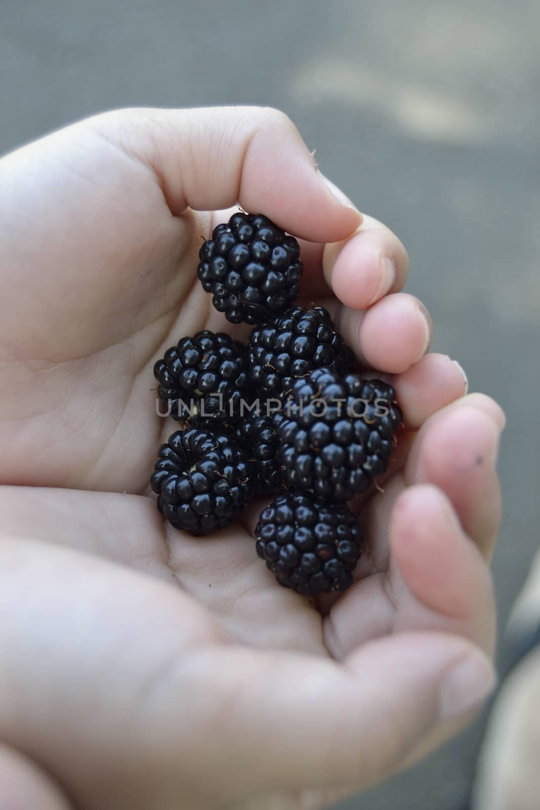 Child's hands holding blackberries