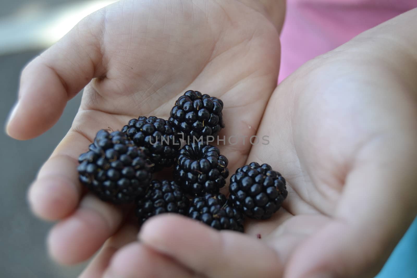 Child's hands holding blackberries