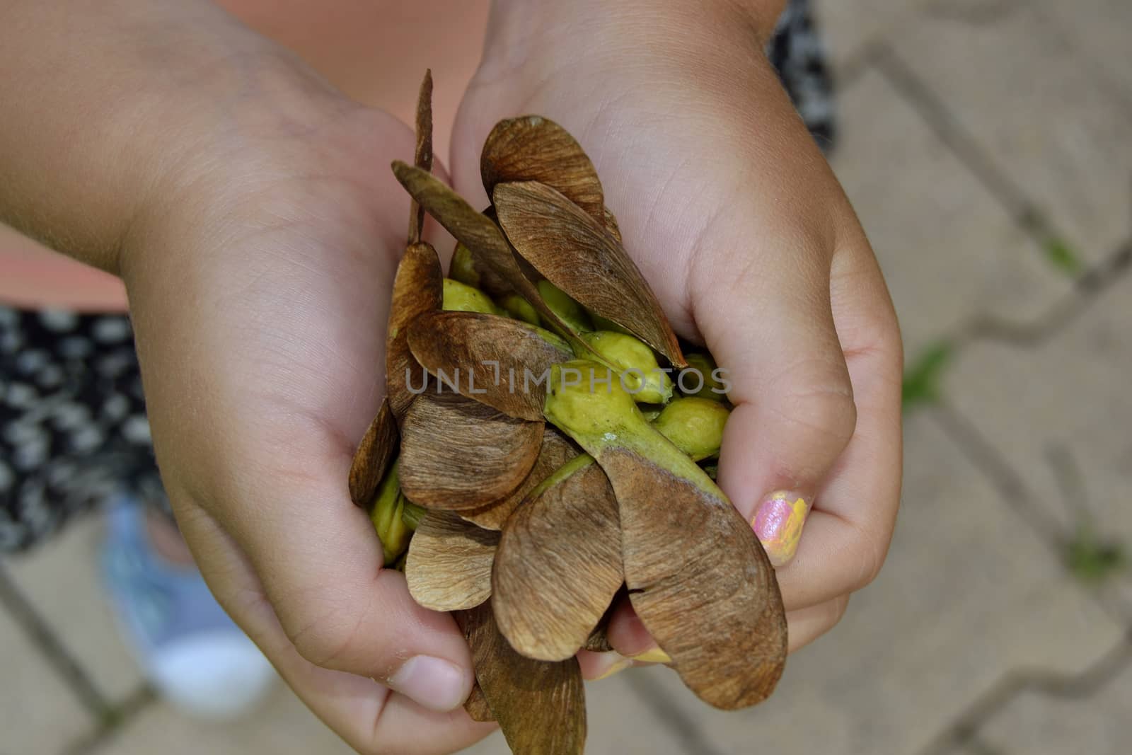 Little girl hand holding samare of a tree