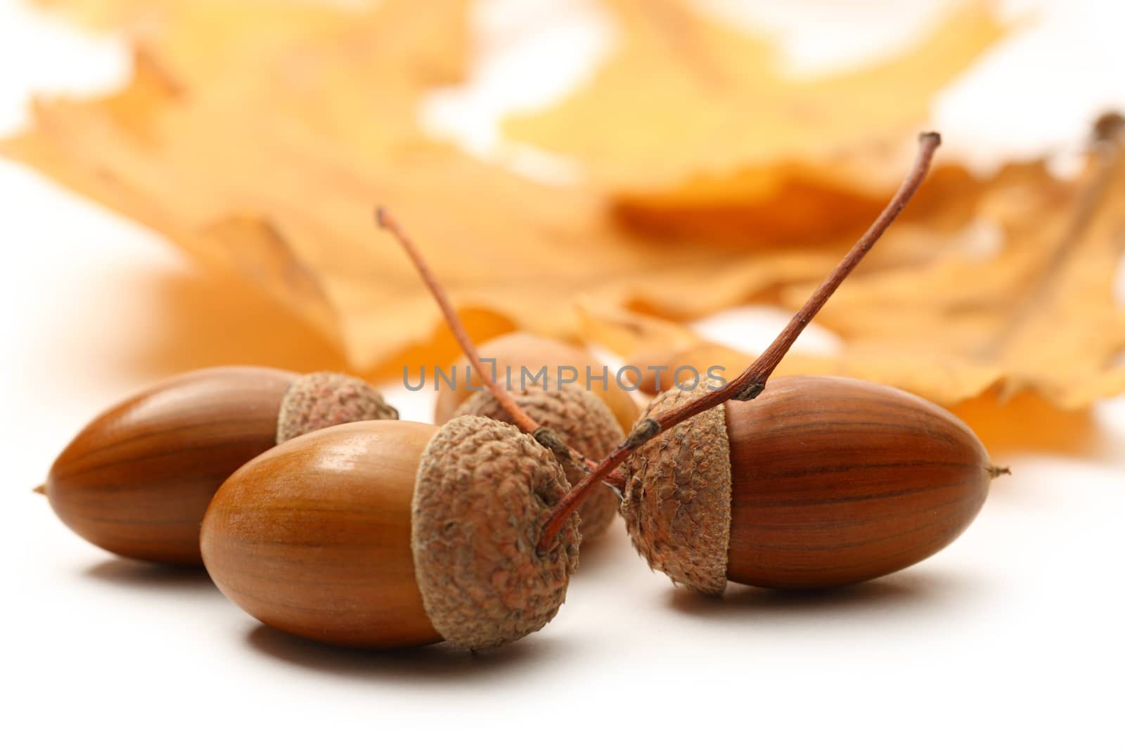 Fresh acorn with dried leaves