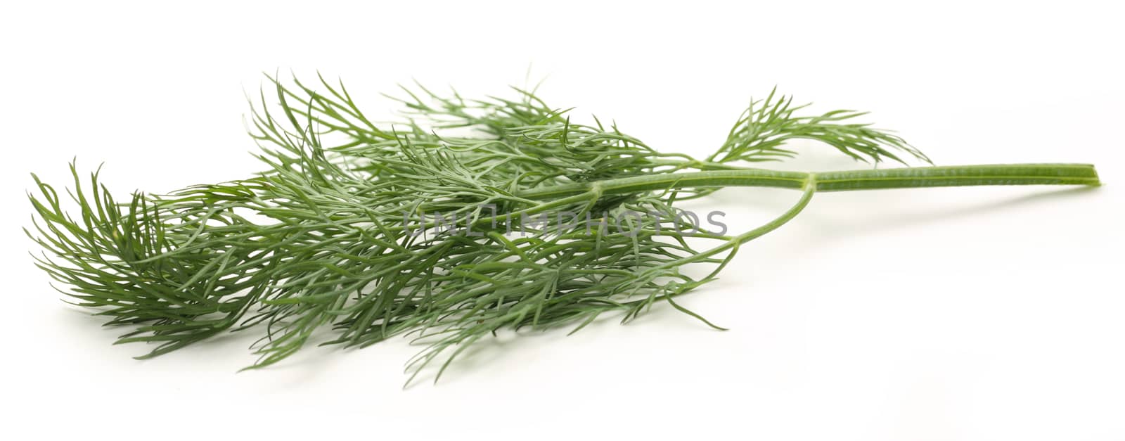 Fresh green dill by Garsya