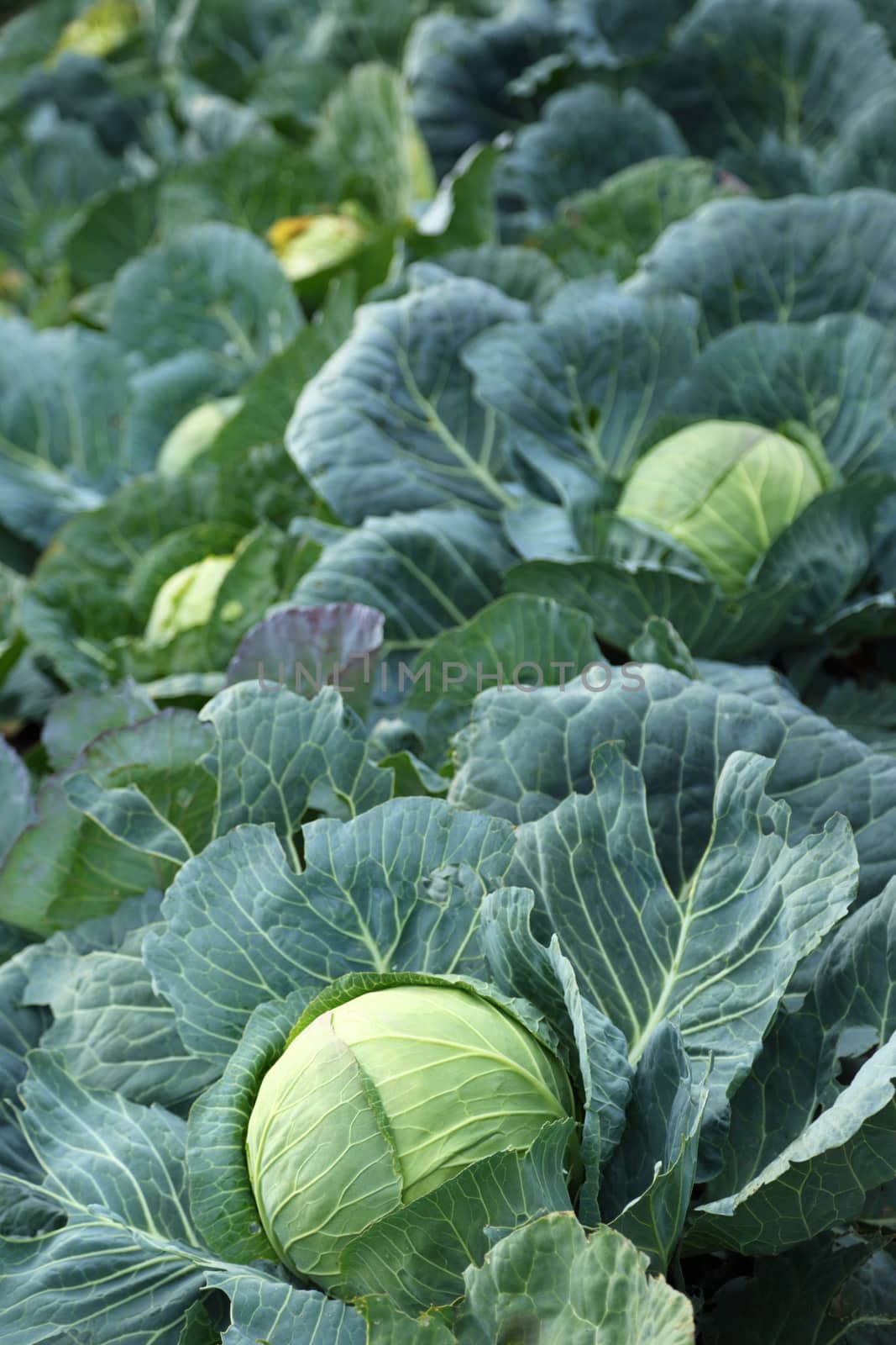 Young green heads of cabbage