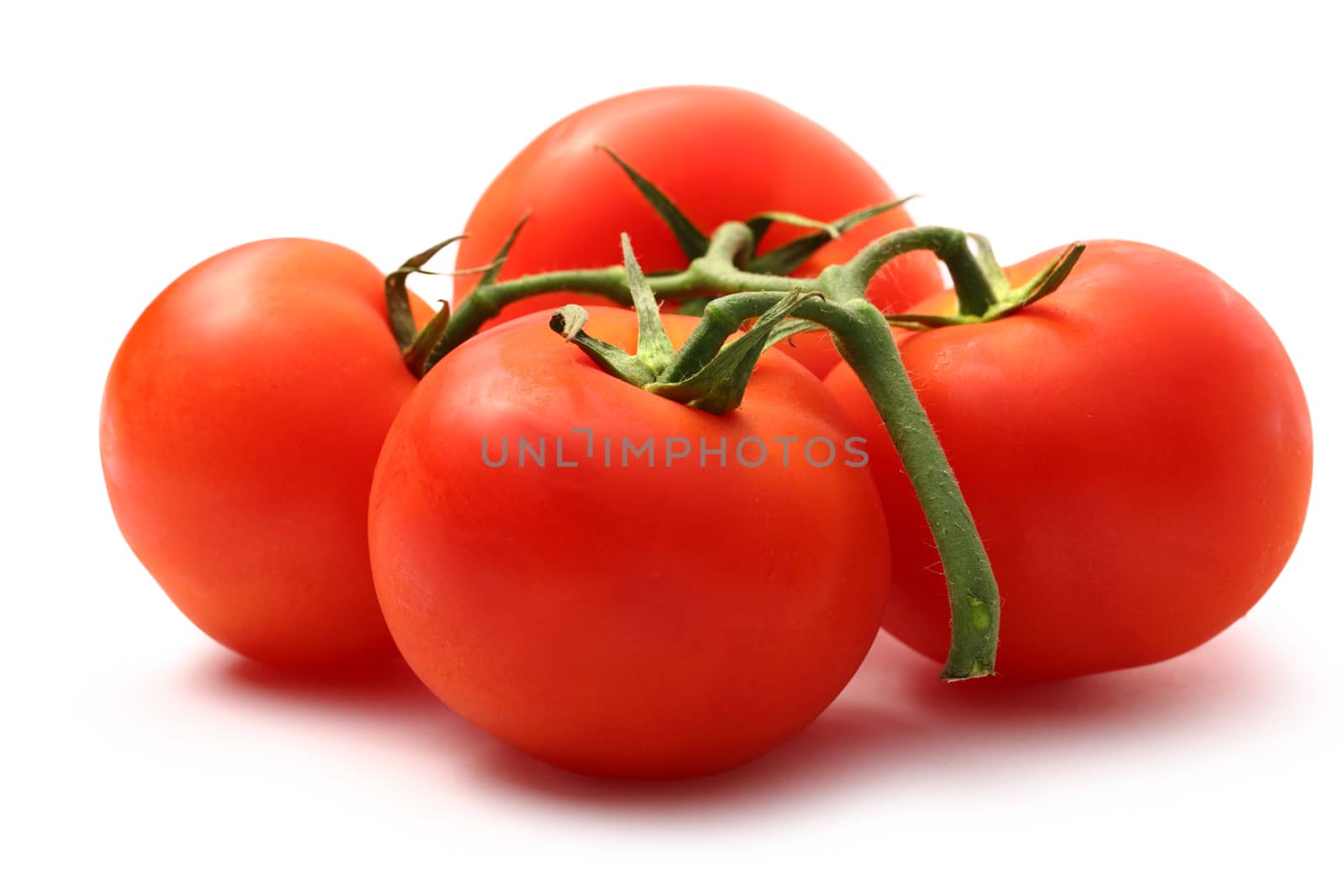 Tomatoes on the white background