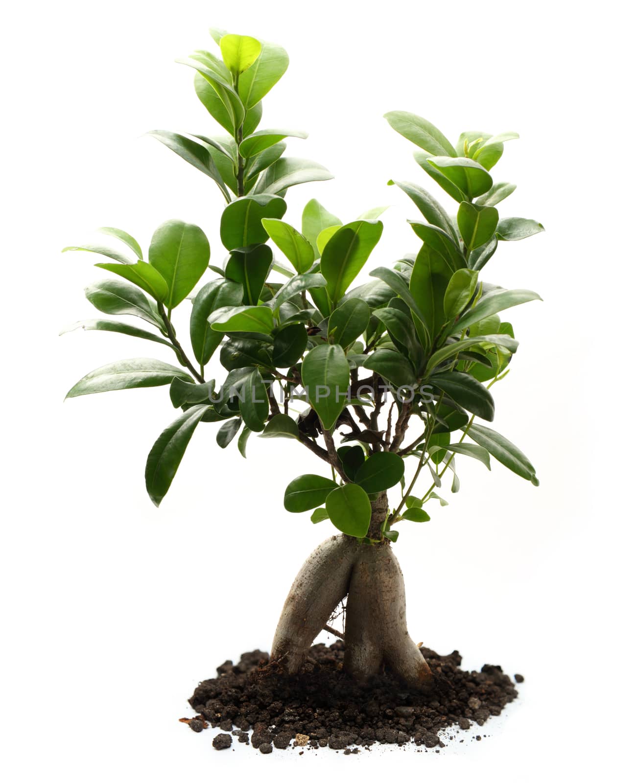Ficus ginseng with soil on white