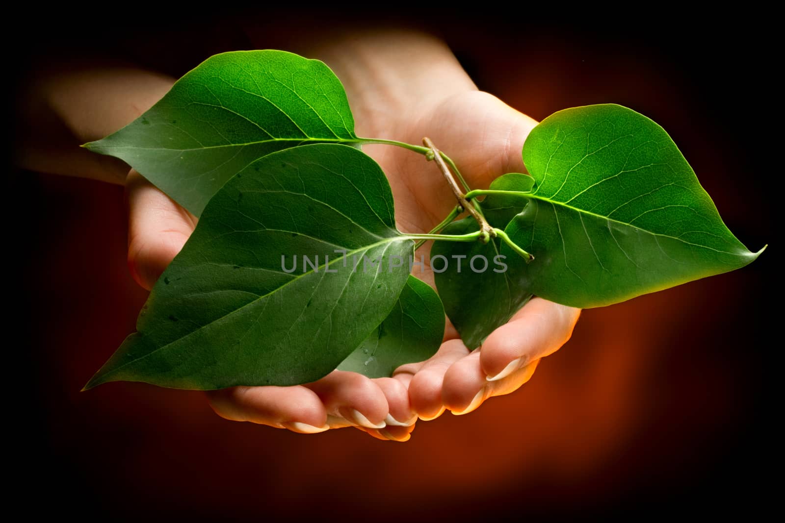 Hands holding green leaves in light