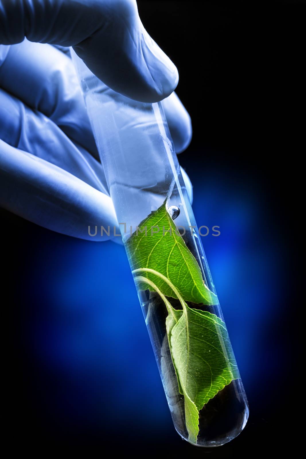 Hand in glove holding test tube with plant