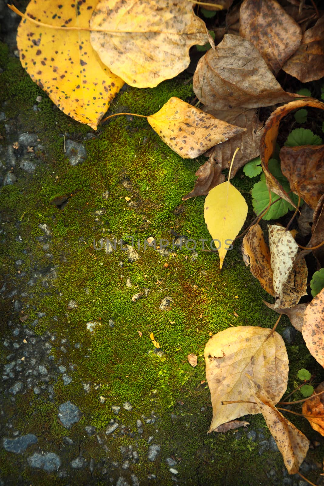 Autumn foliage on moss ground