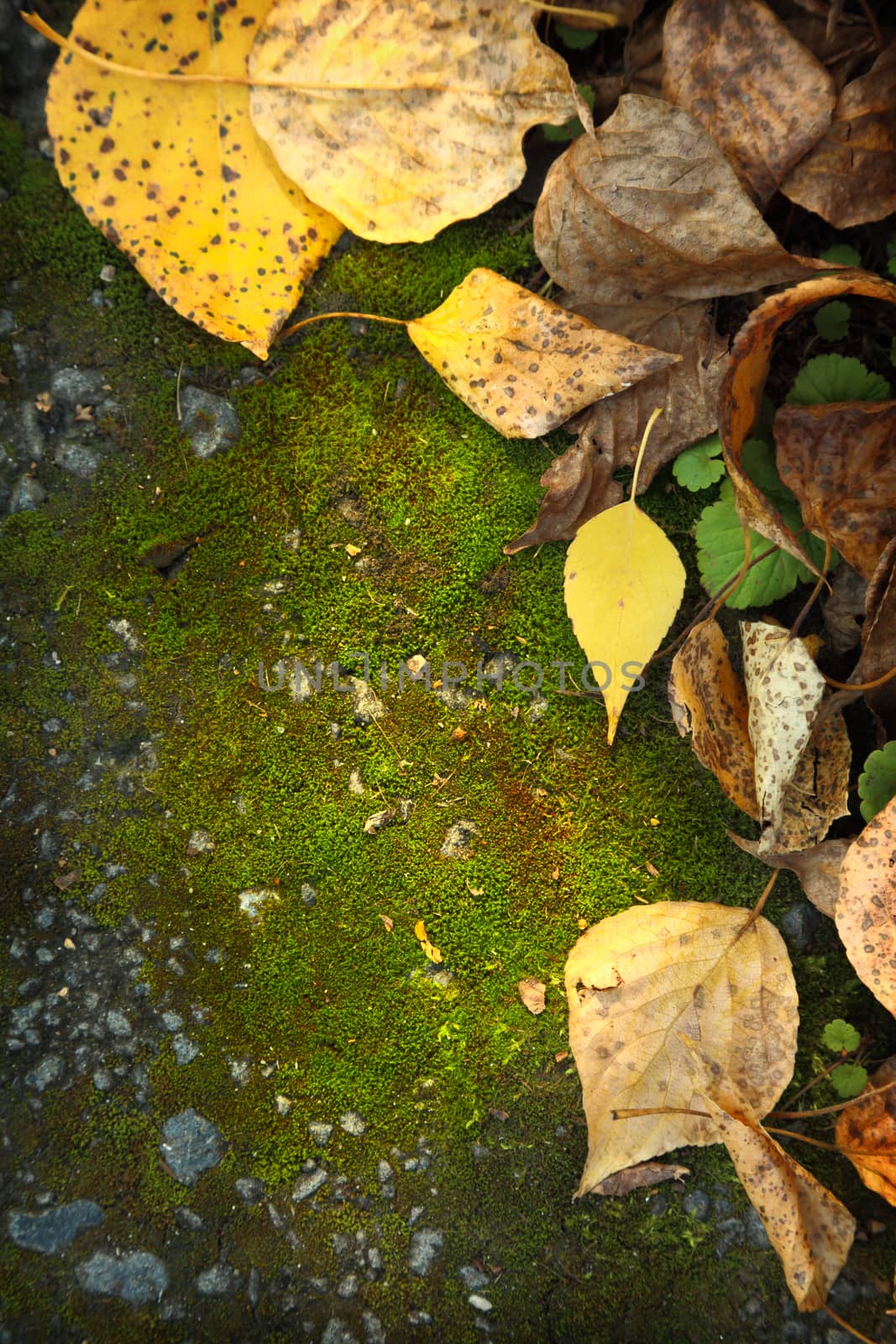 Autumn foliage by Garsya