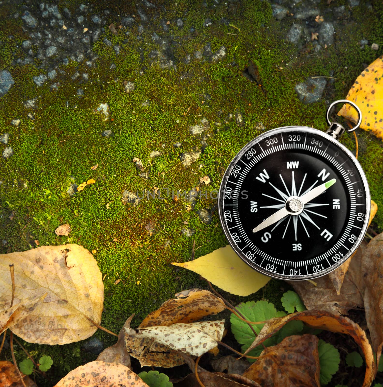 Compass on autumn foliage and moss ground