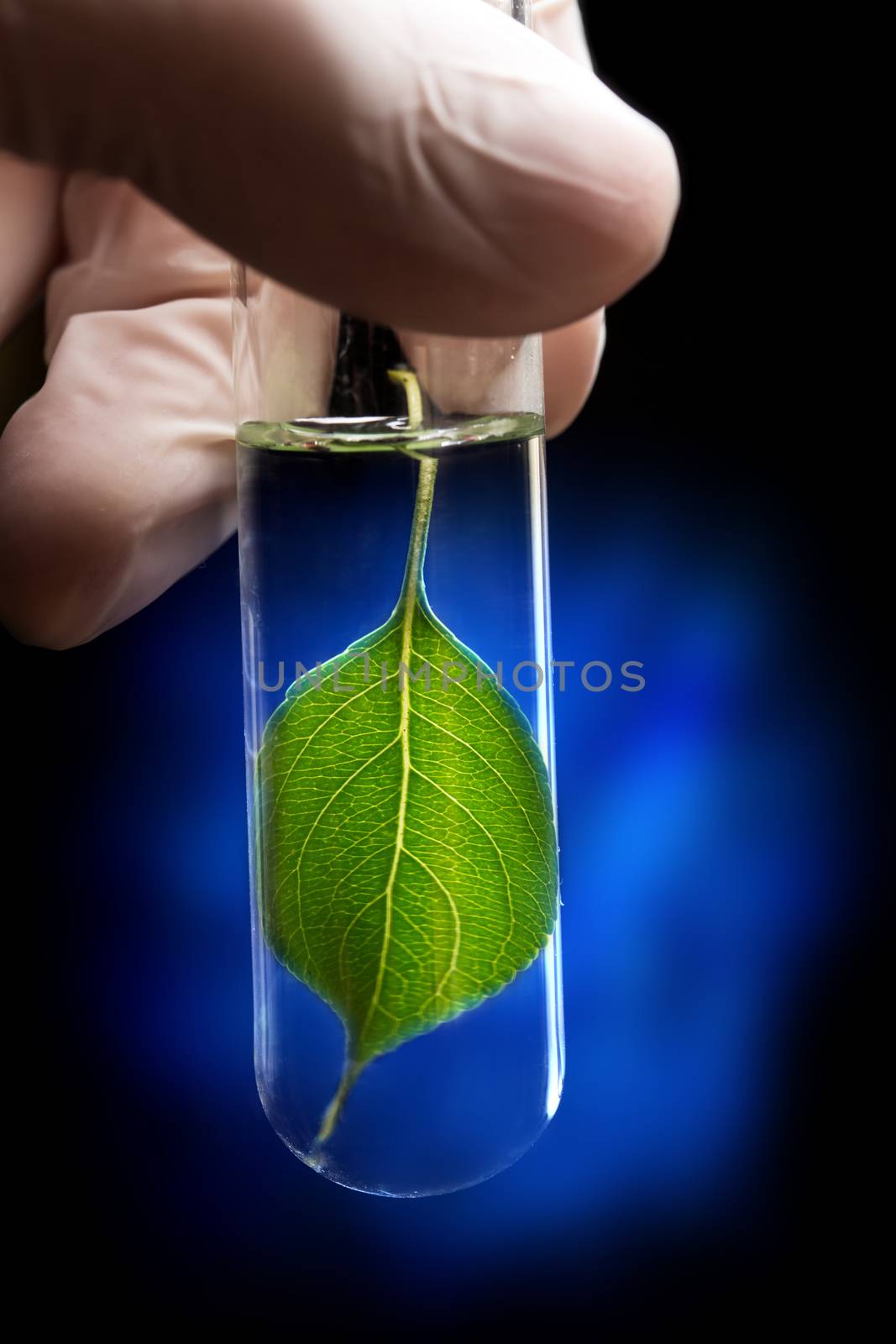 Hand in glove holding test tube with plant