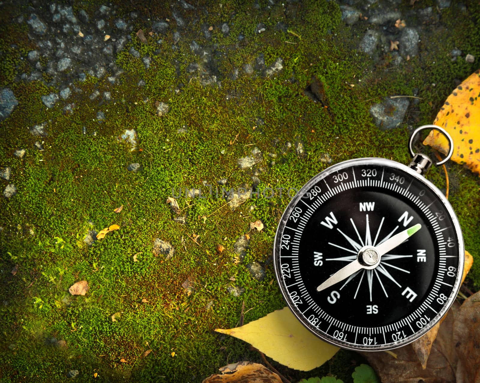 Compass on autumn foliage by Garsya