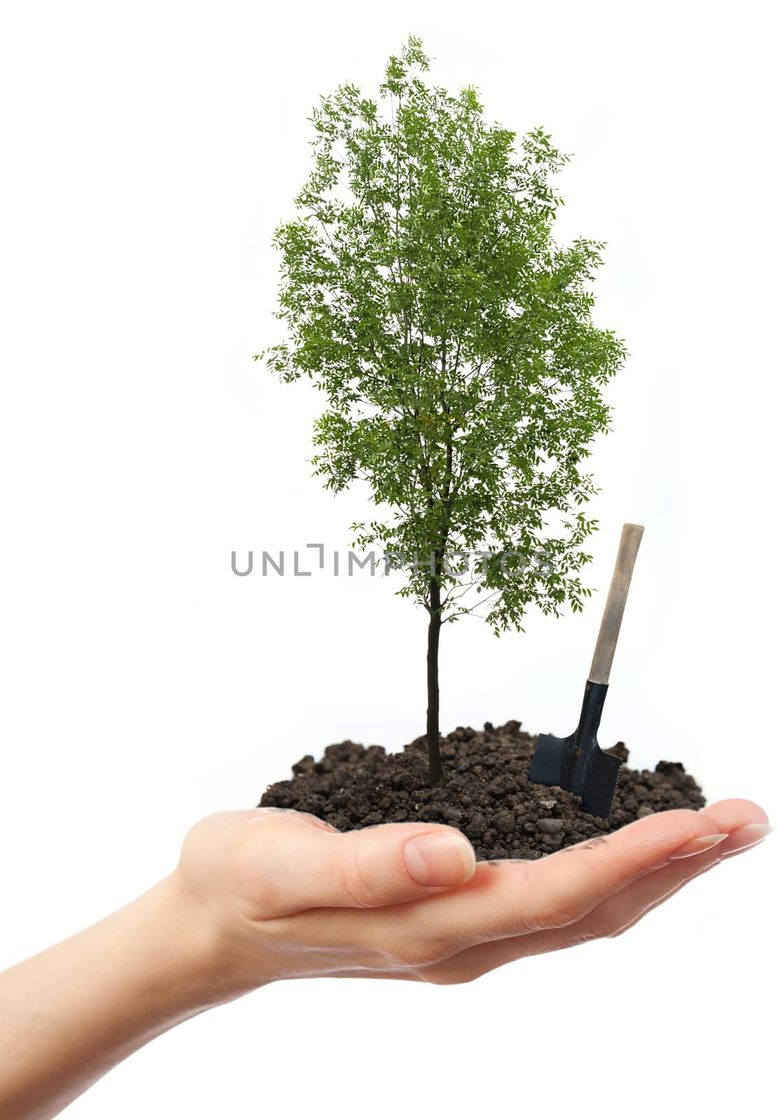 Green ash tree in hand with shovel