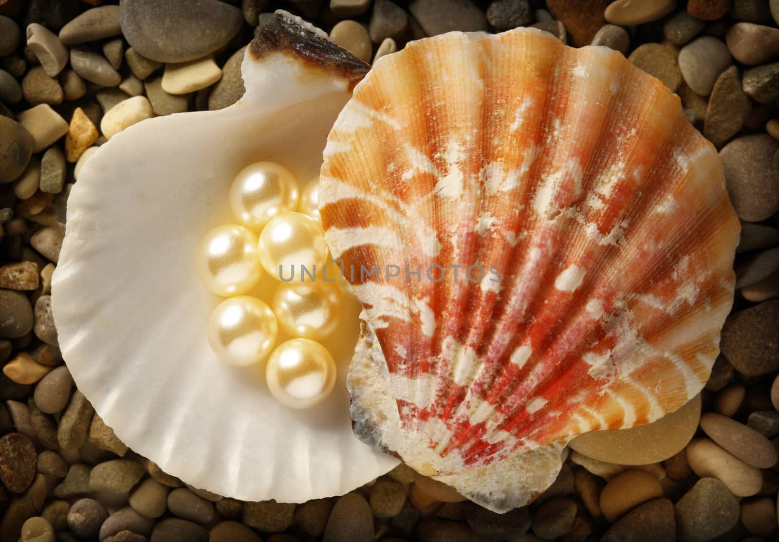 Scattering white pearls in seashell on pebbles