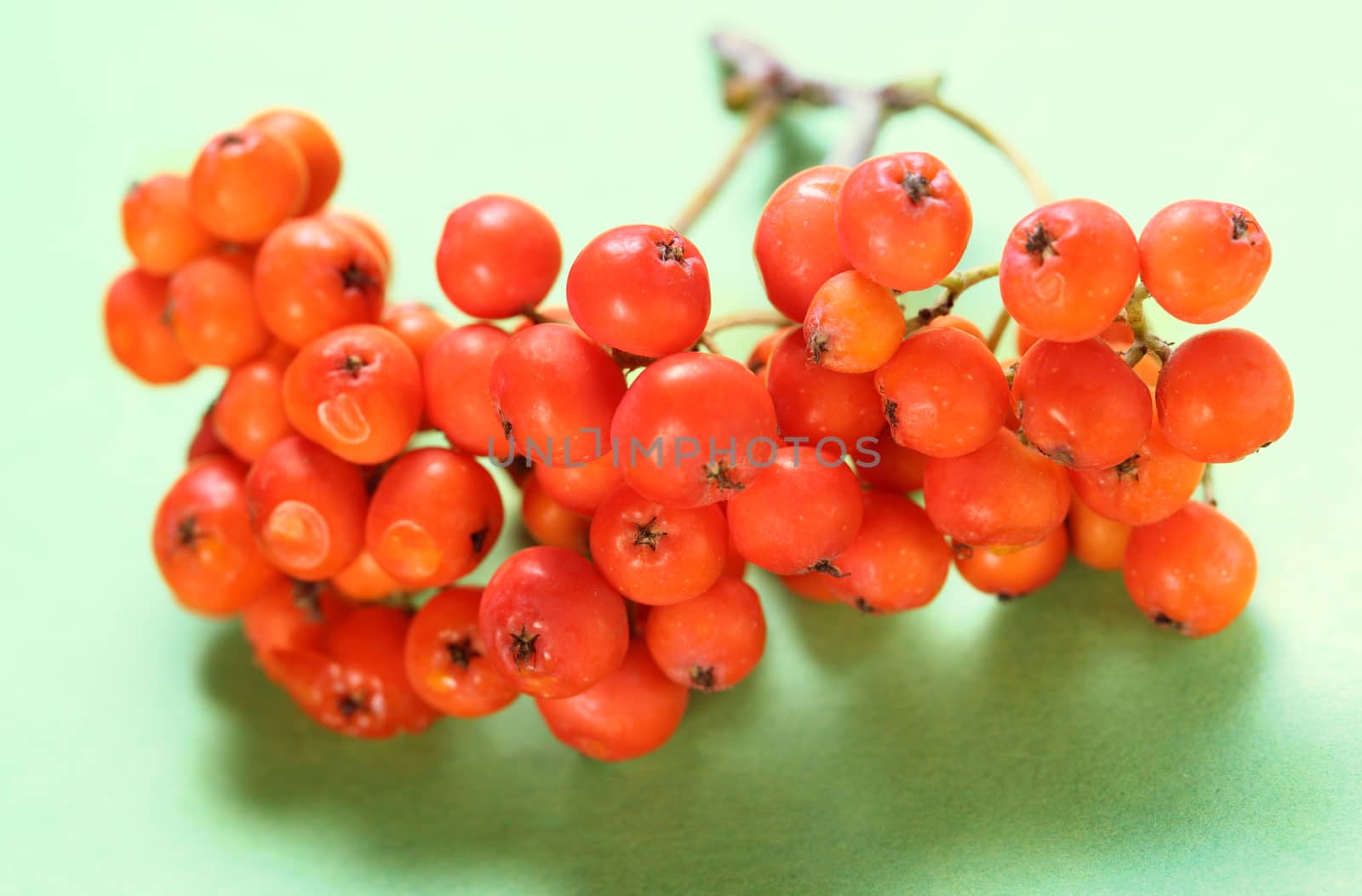 Red ashberry bunch on green